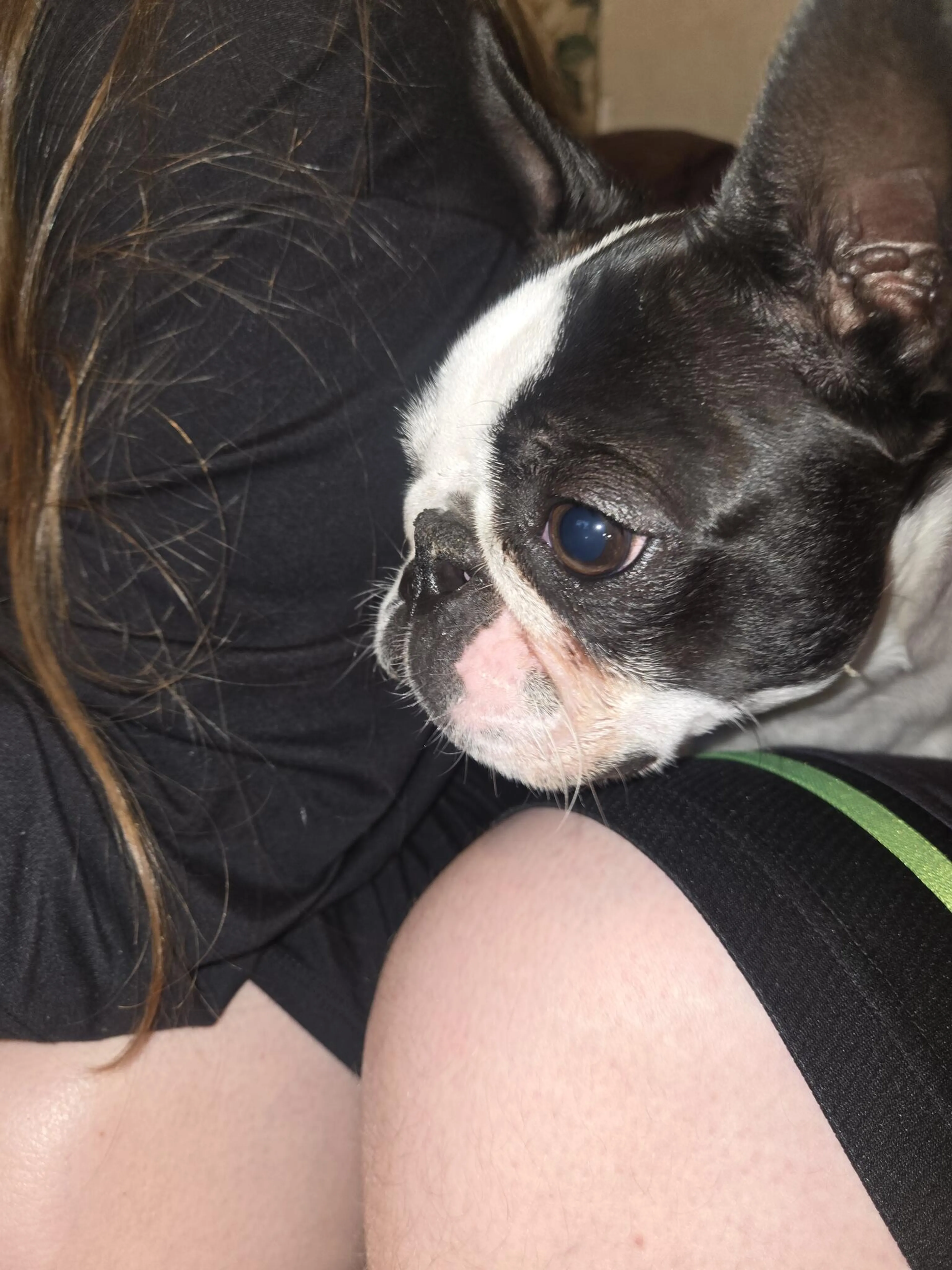 Lost pet