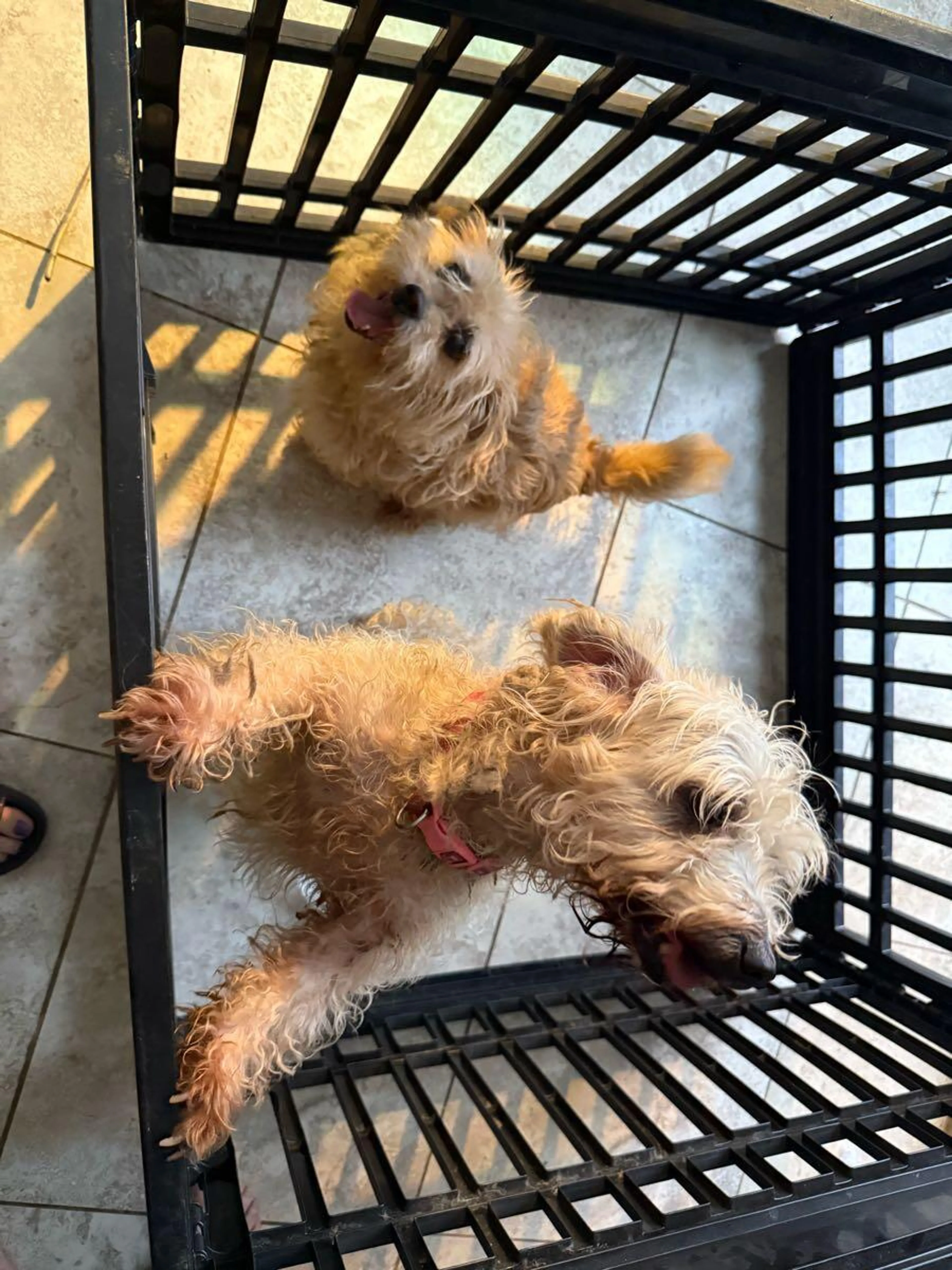 cdn image