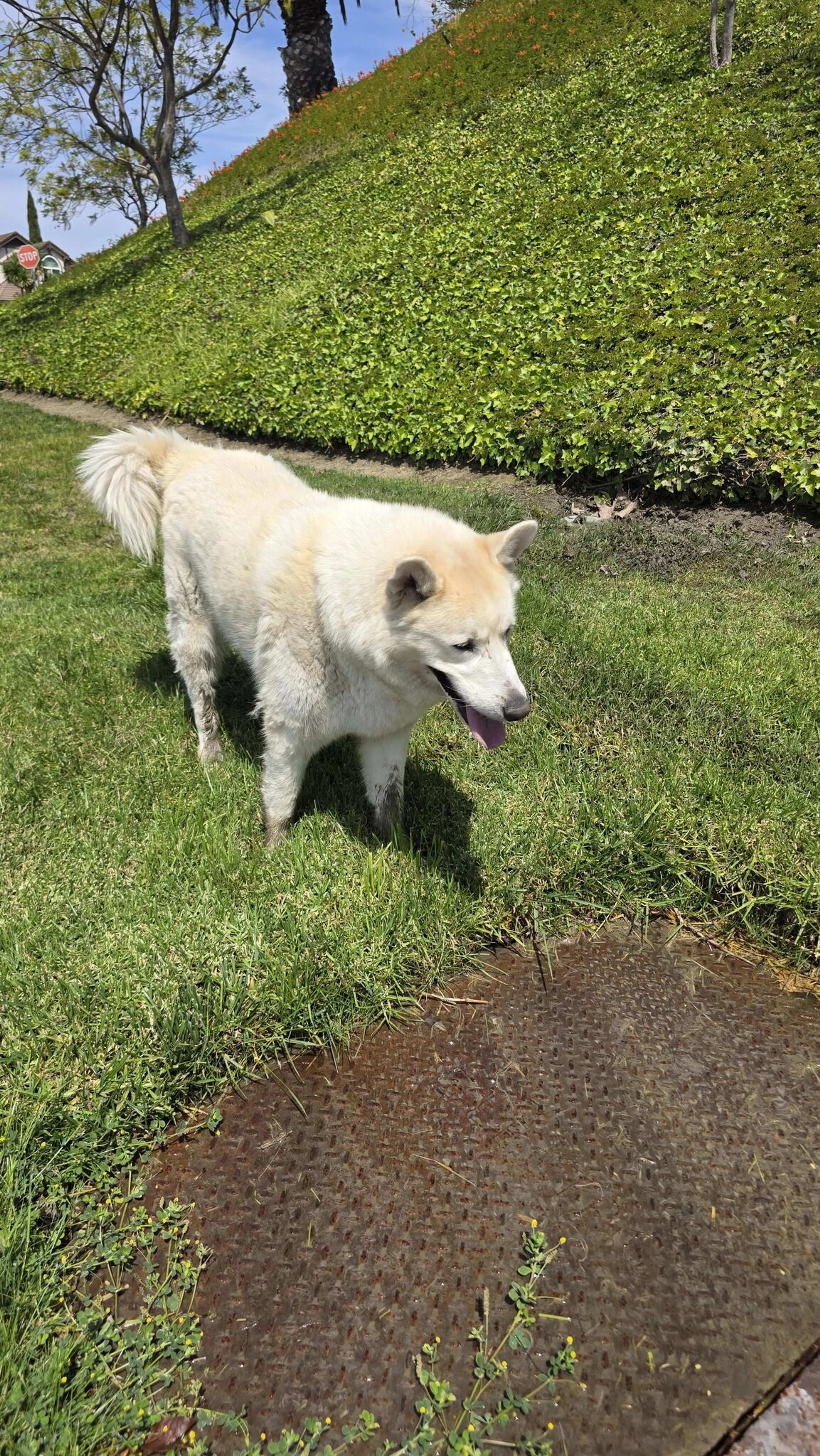 Lost pet