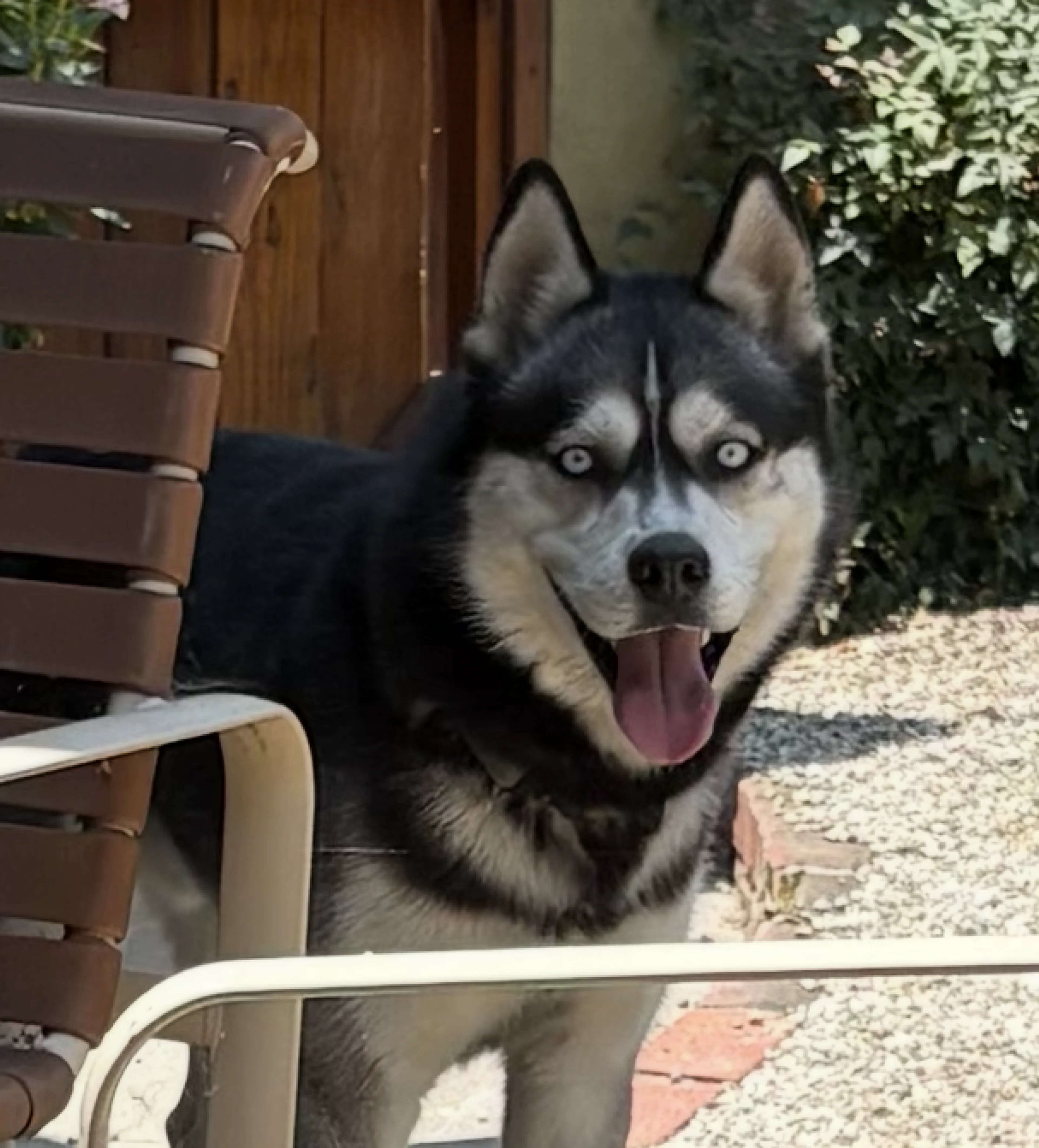 Found pet