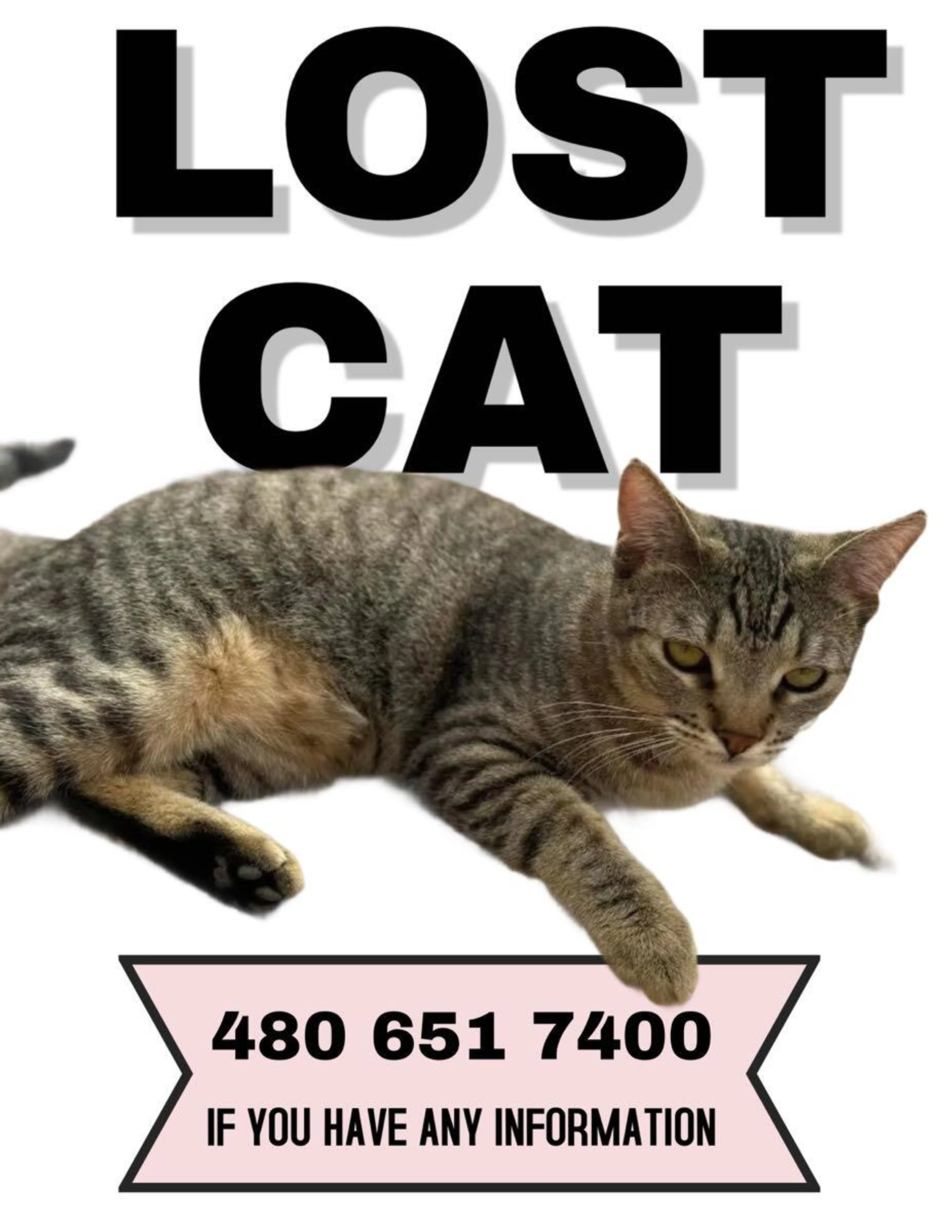 Lost pet