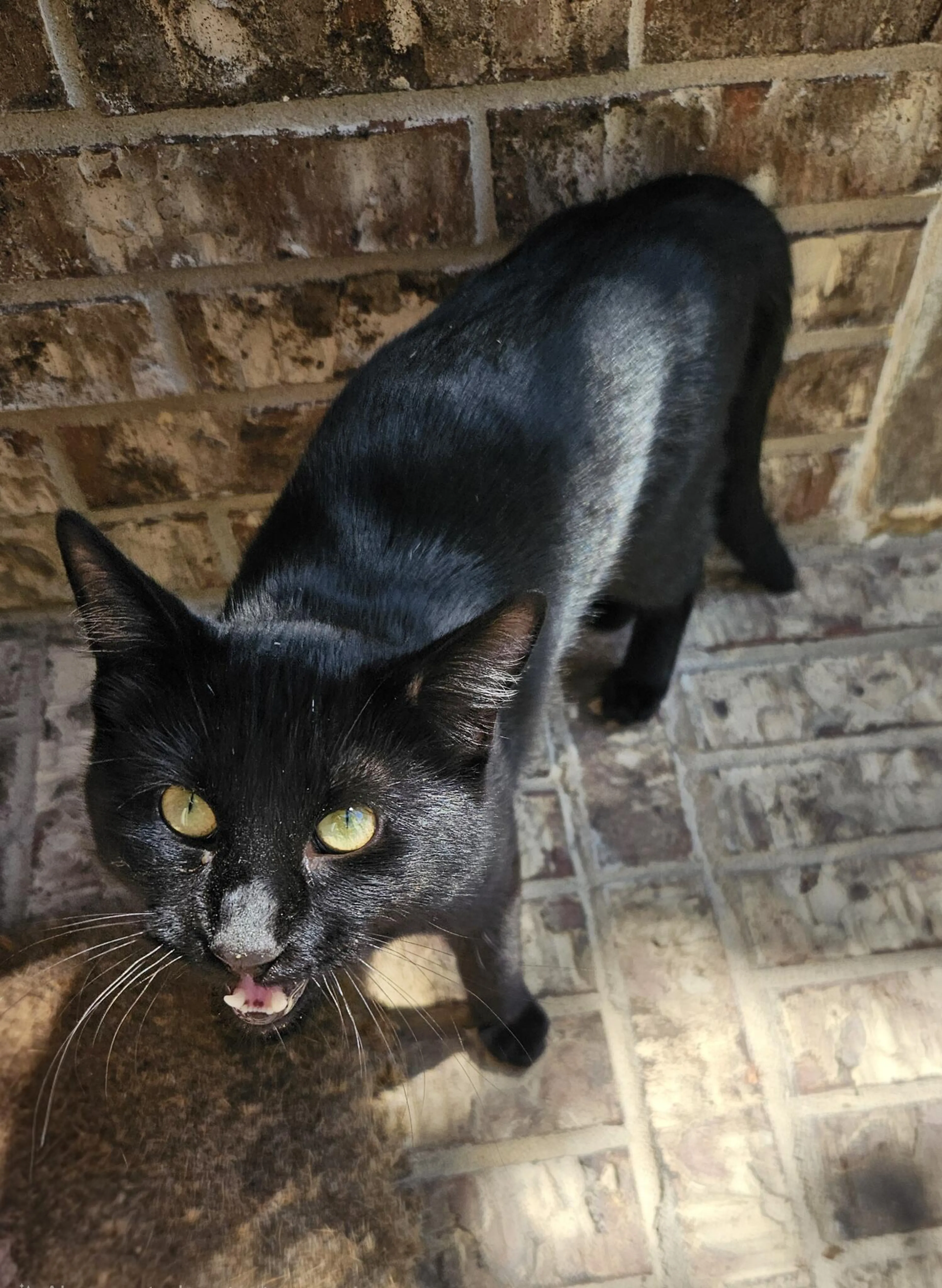 Found pet