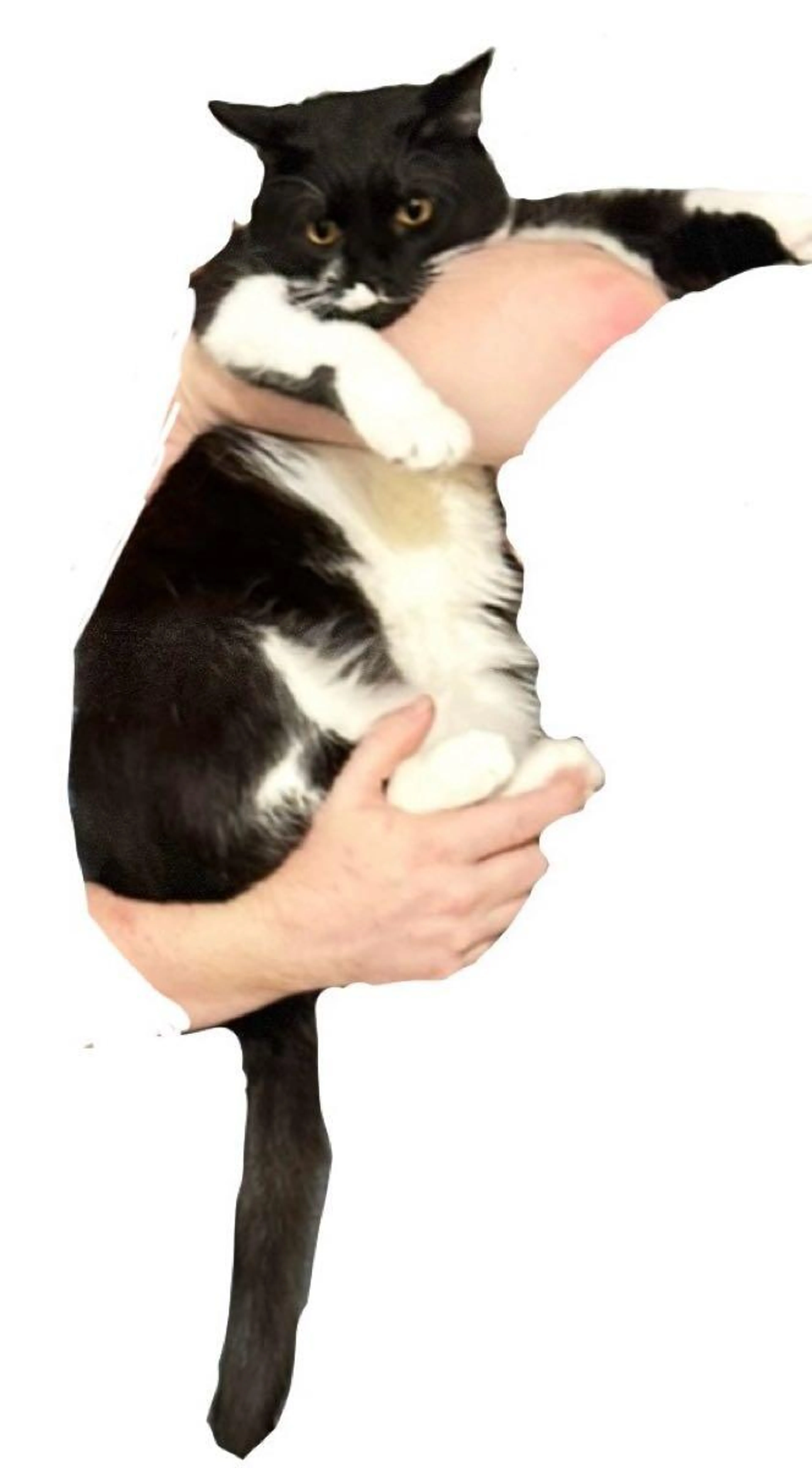 Lost pet
