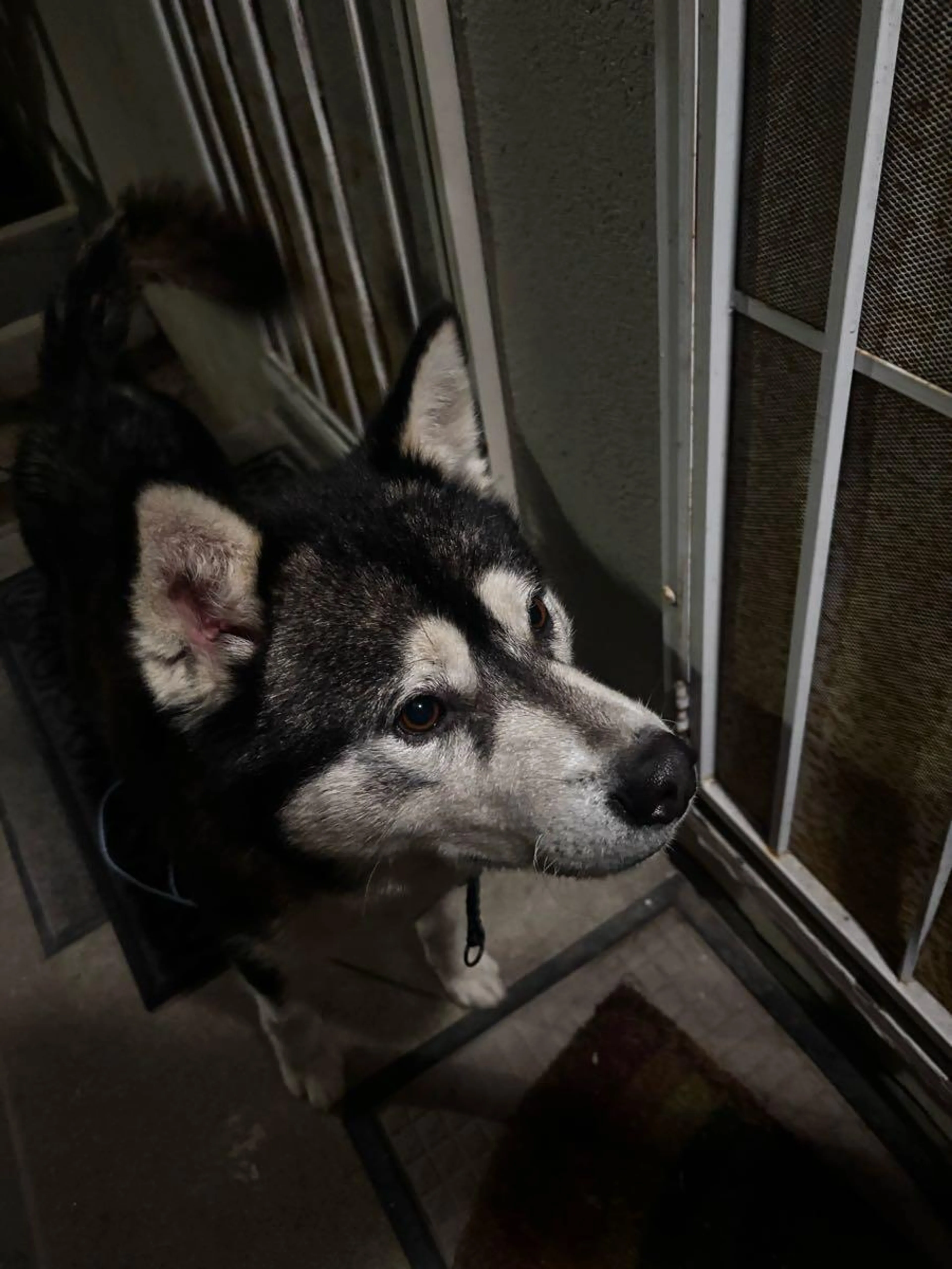 Found pet