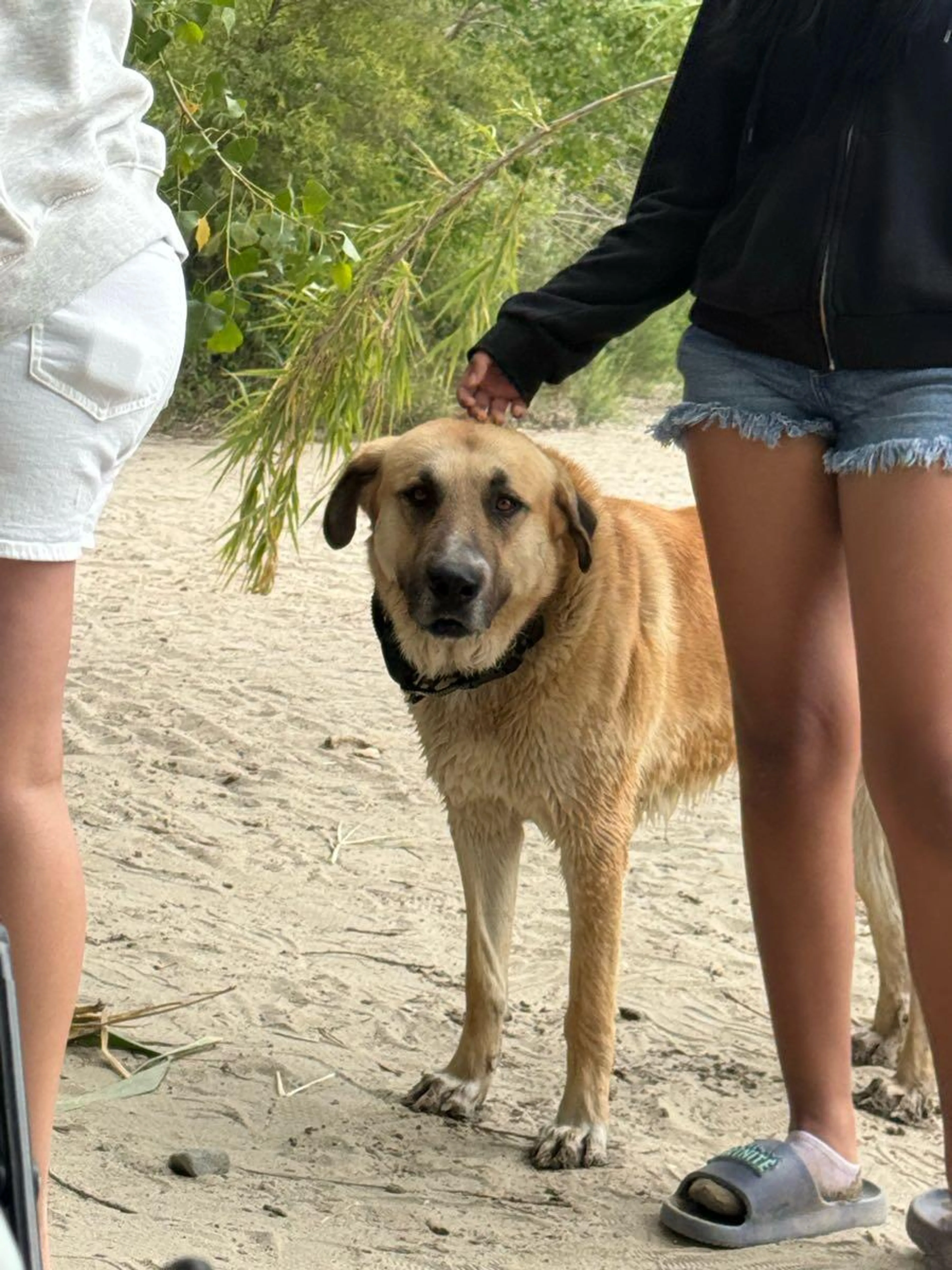 Found pet