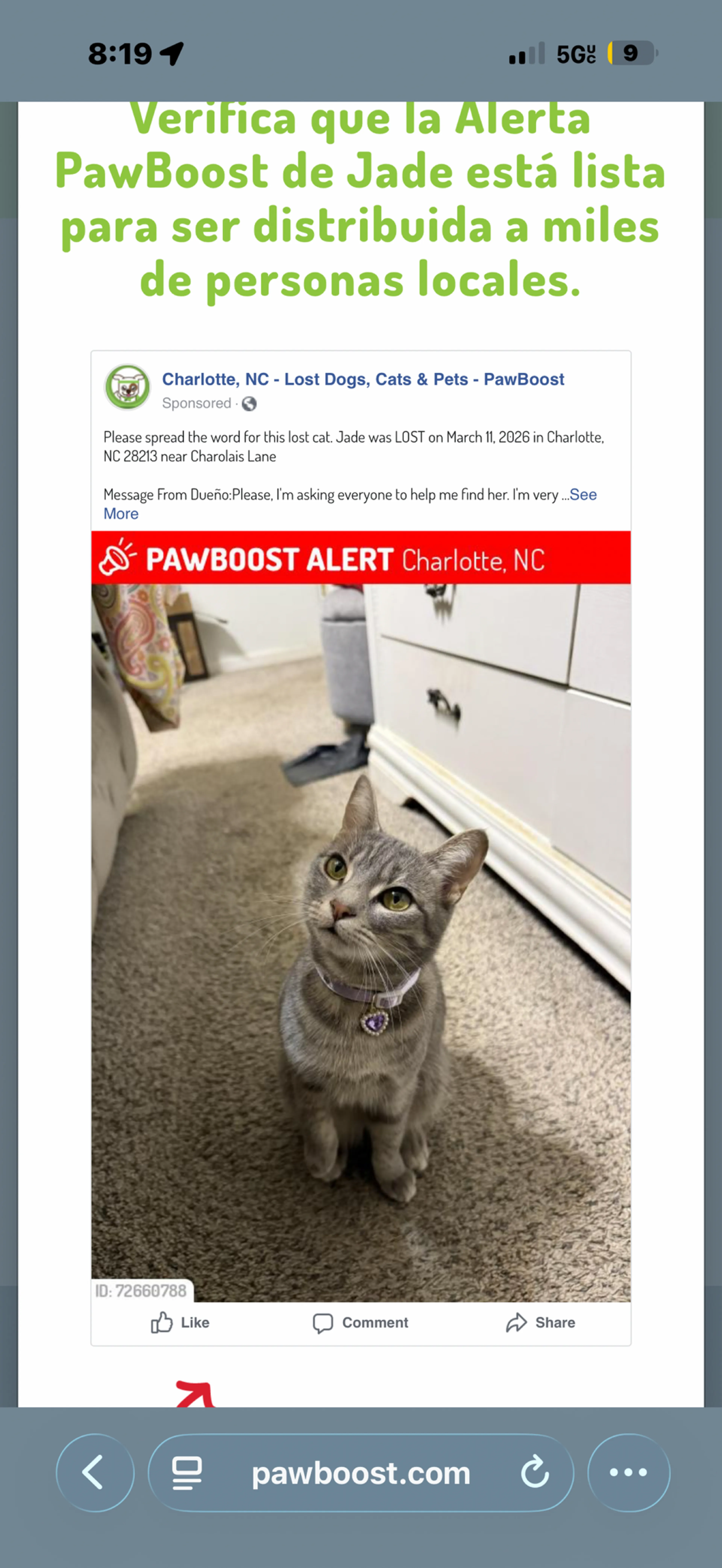 Lost pet