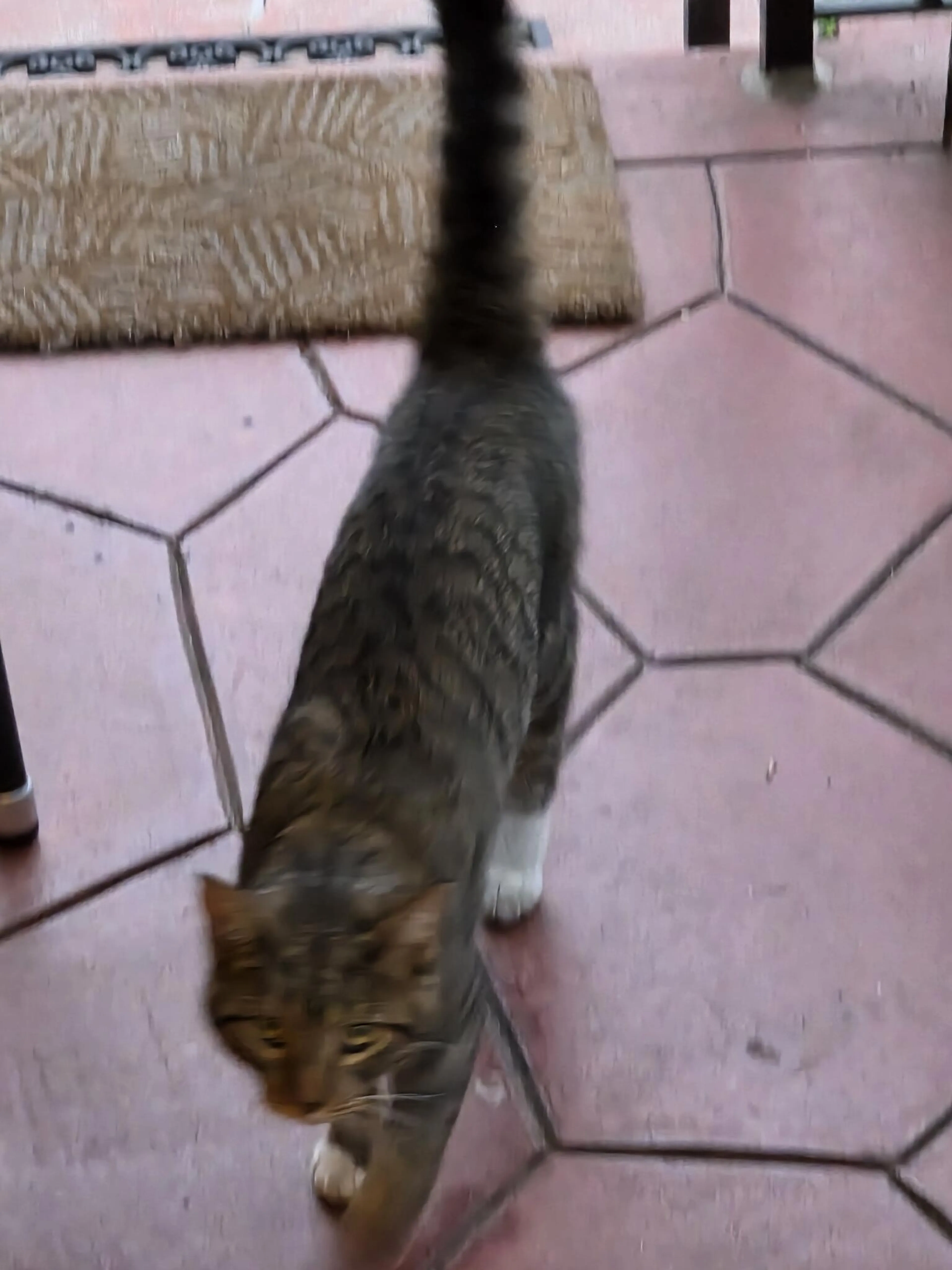 Found pet