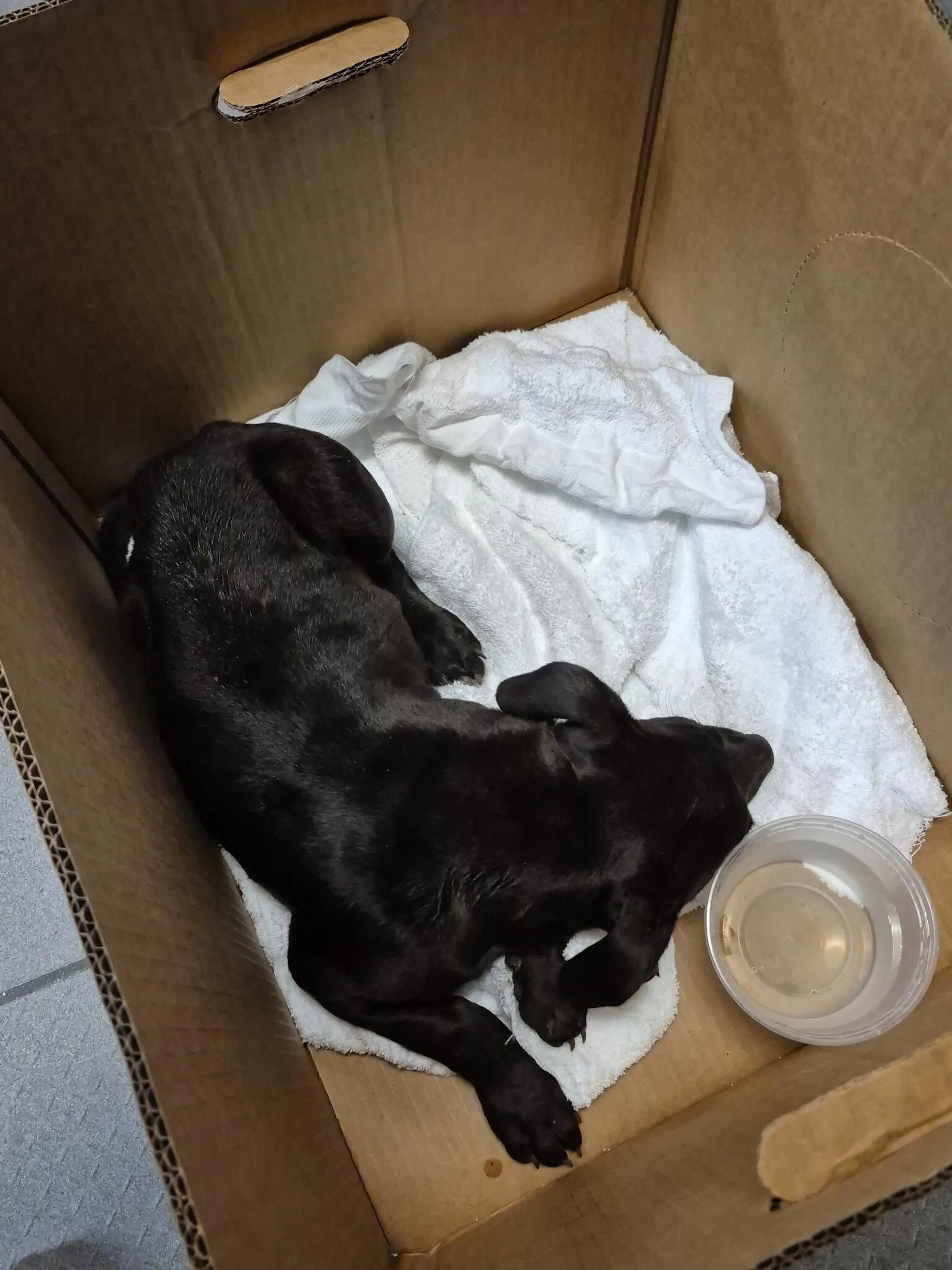 Found pet
