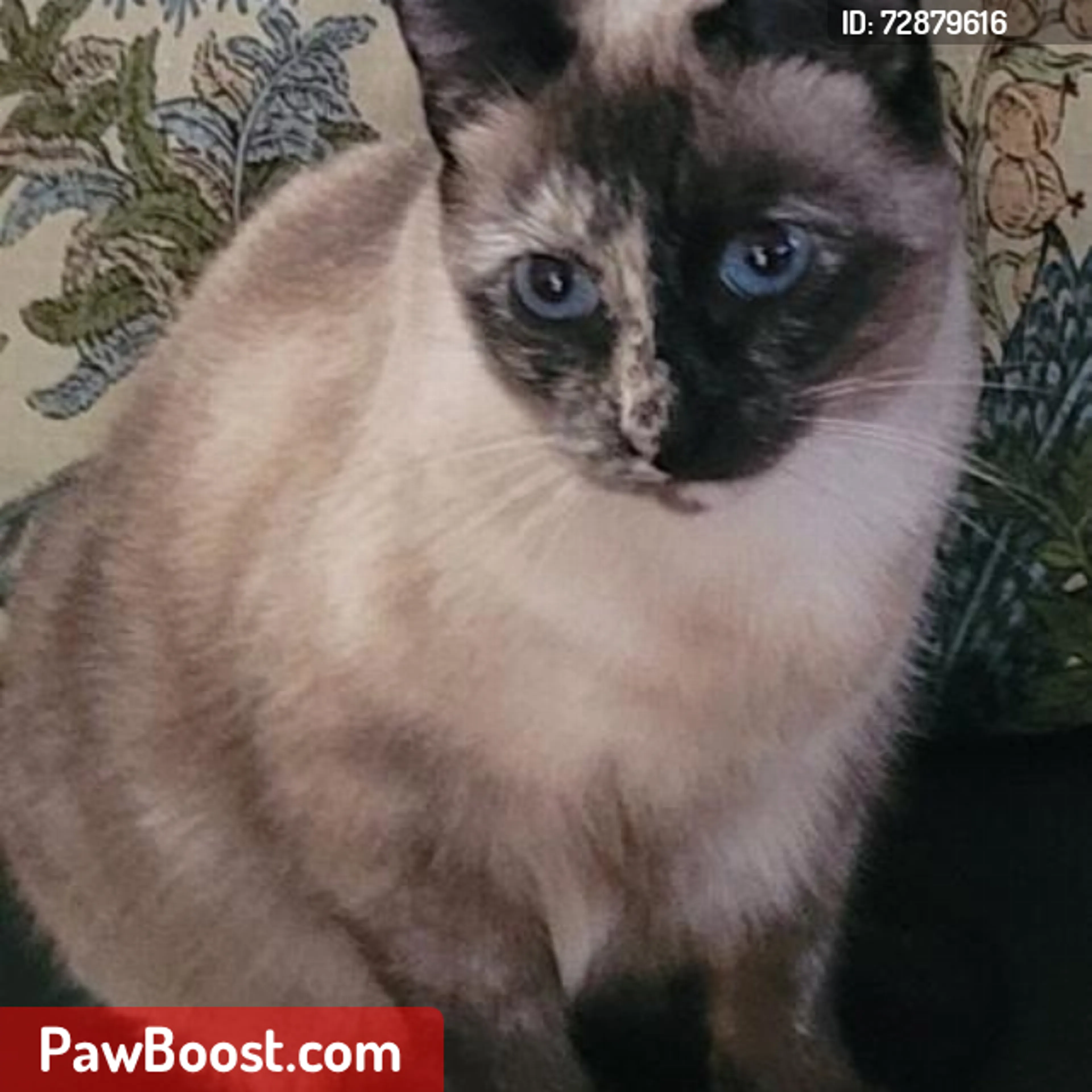 Lost pet