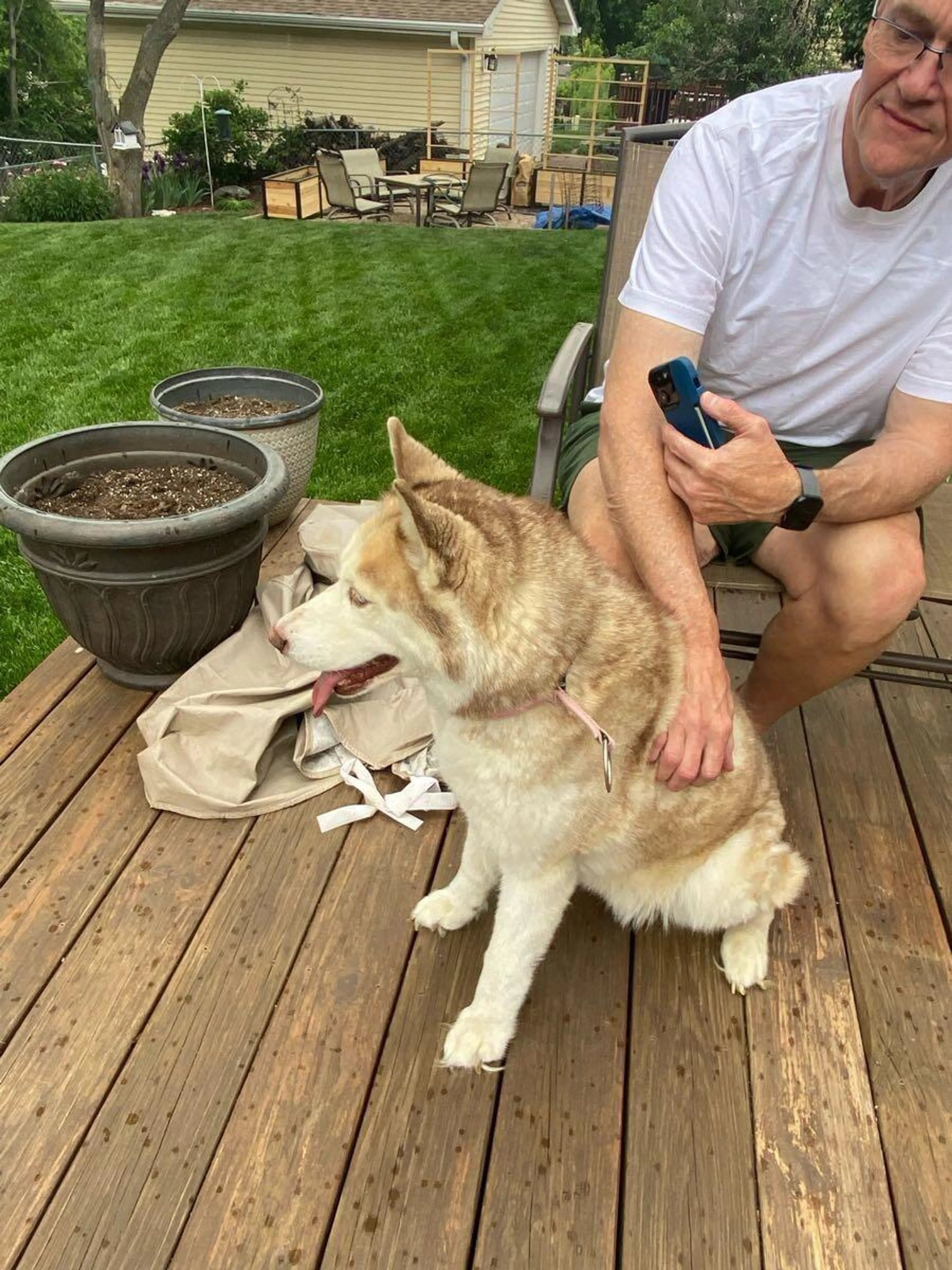 Found pet