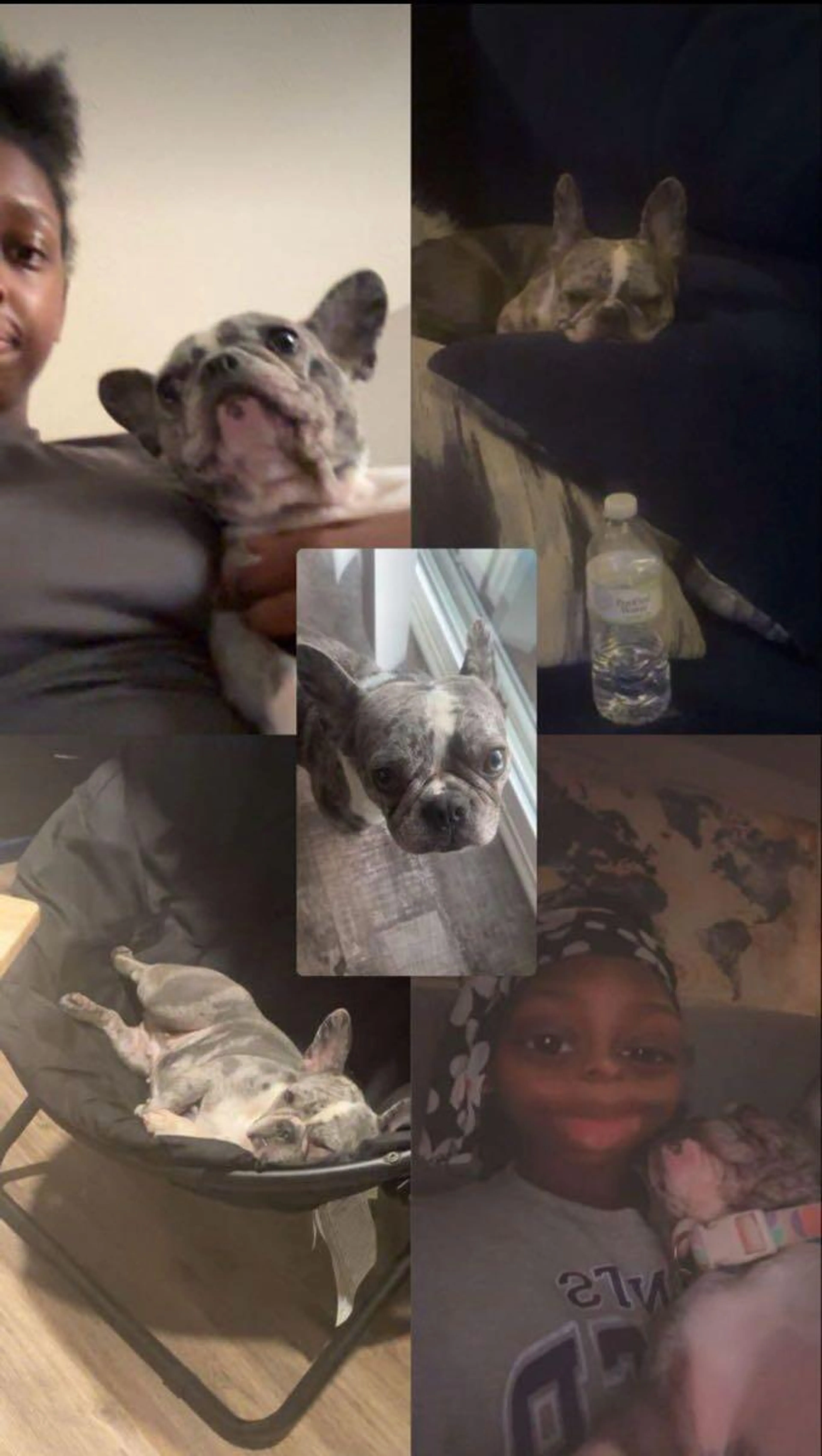 Lost pet