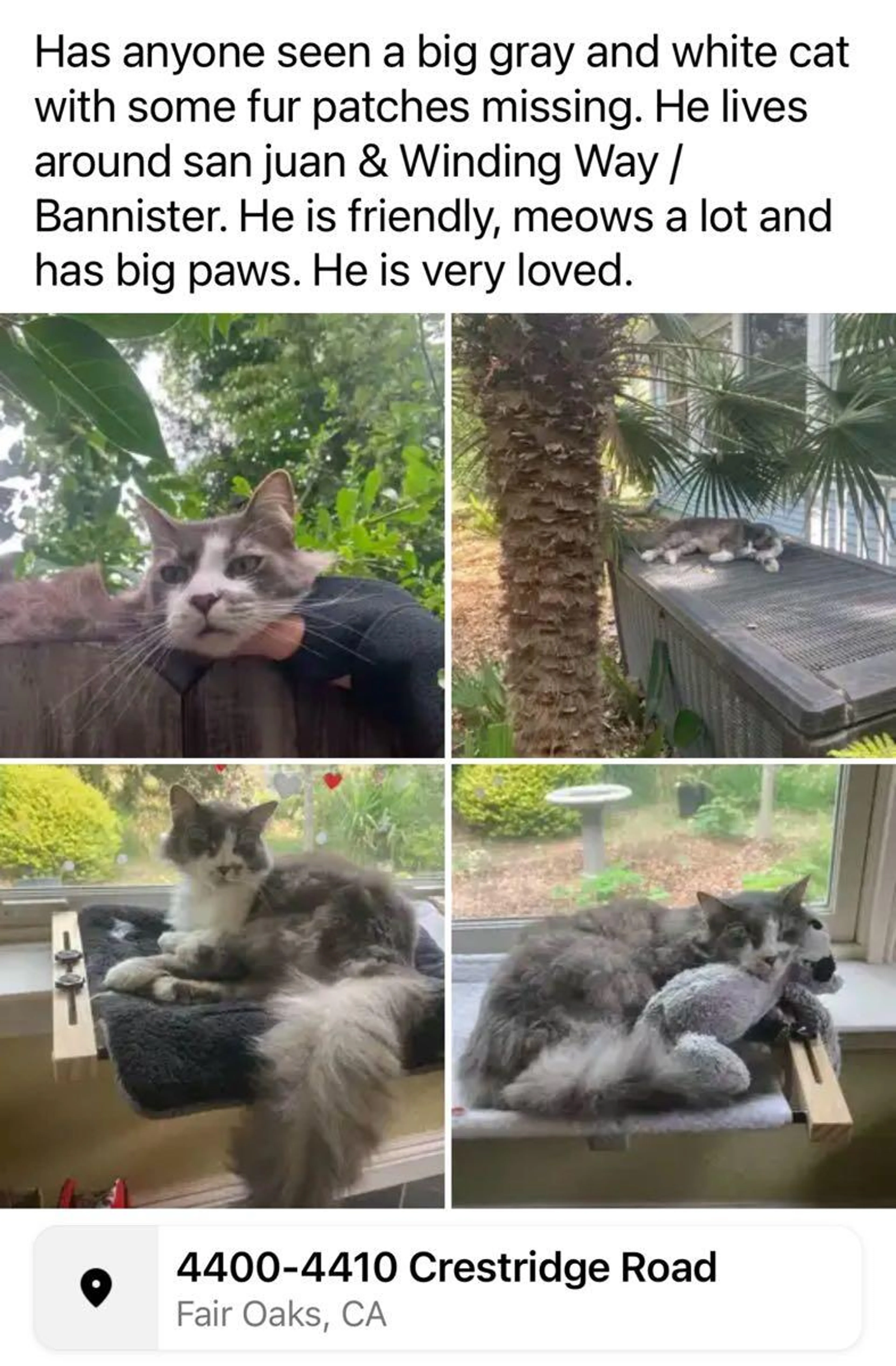 Lost pet