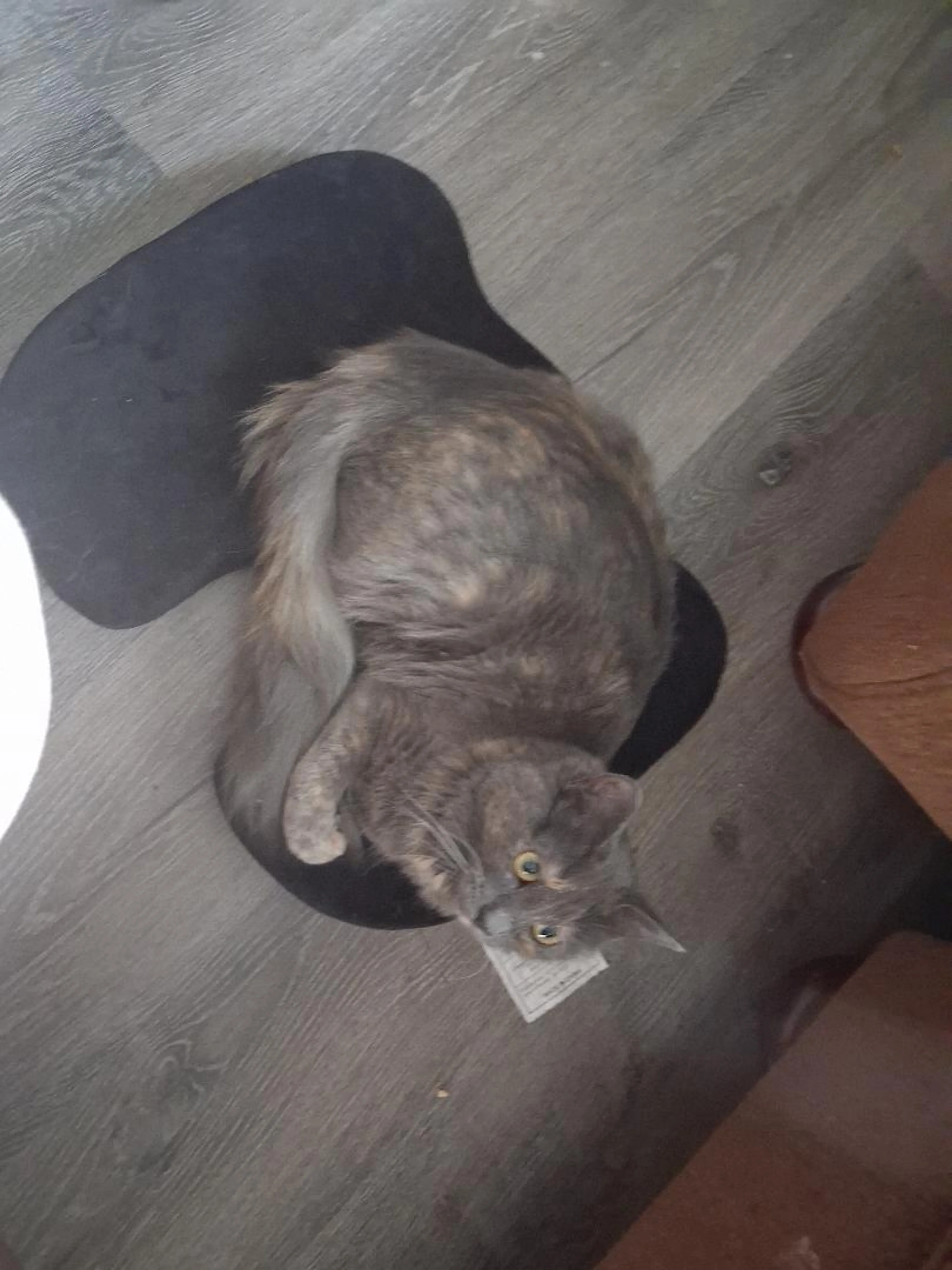 Lost pet