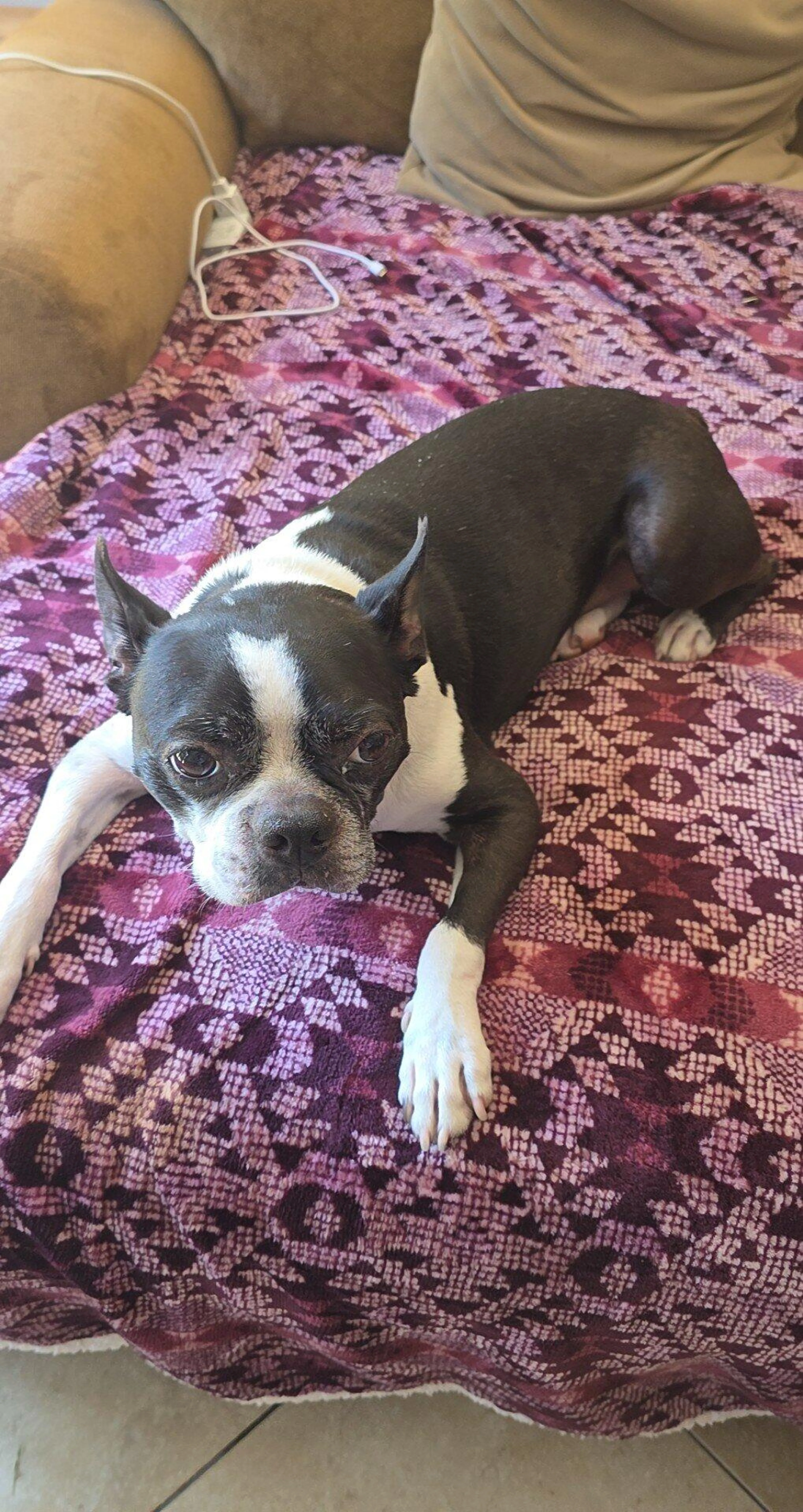 Lost pet