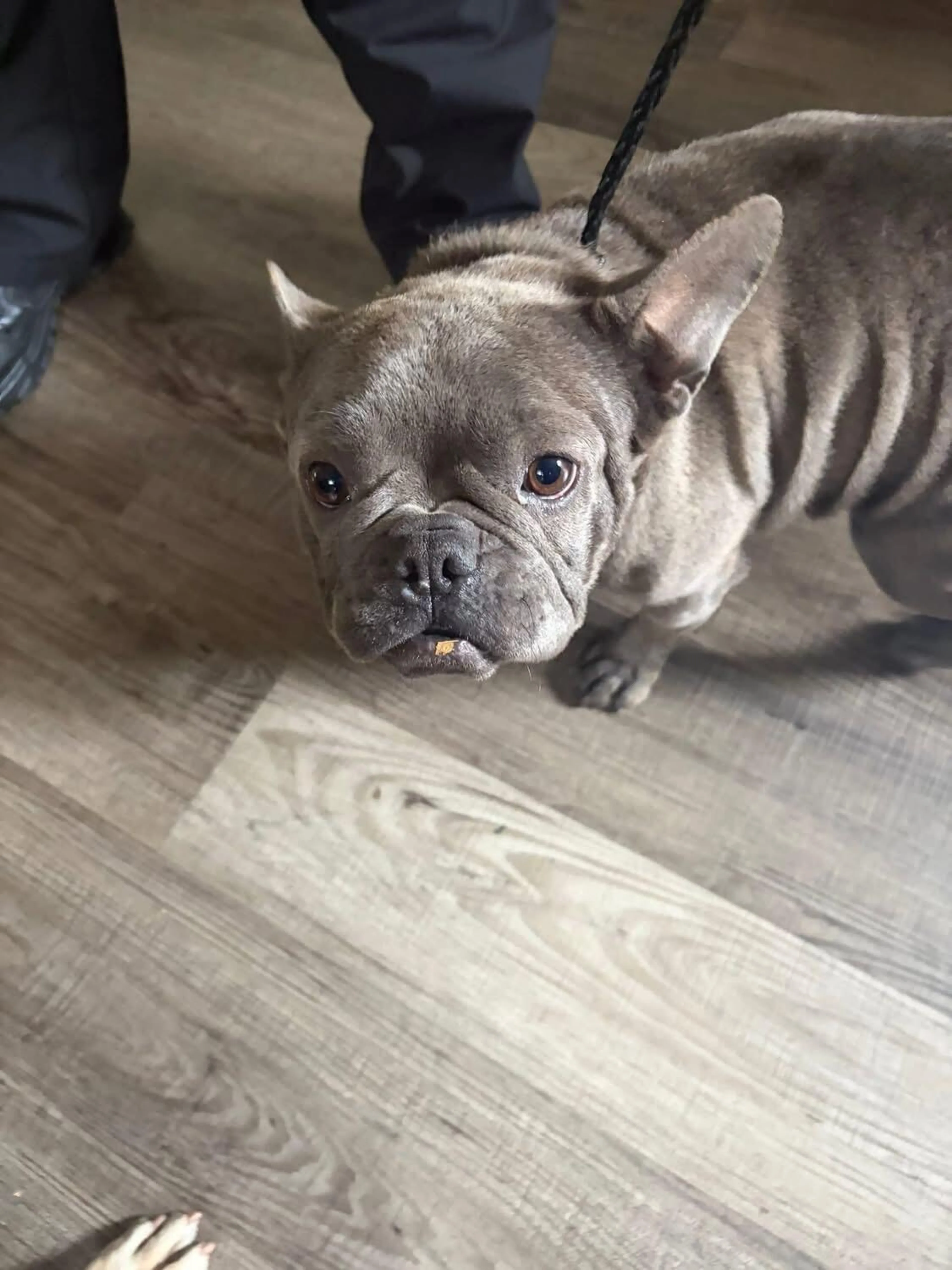 Found pet