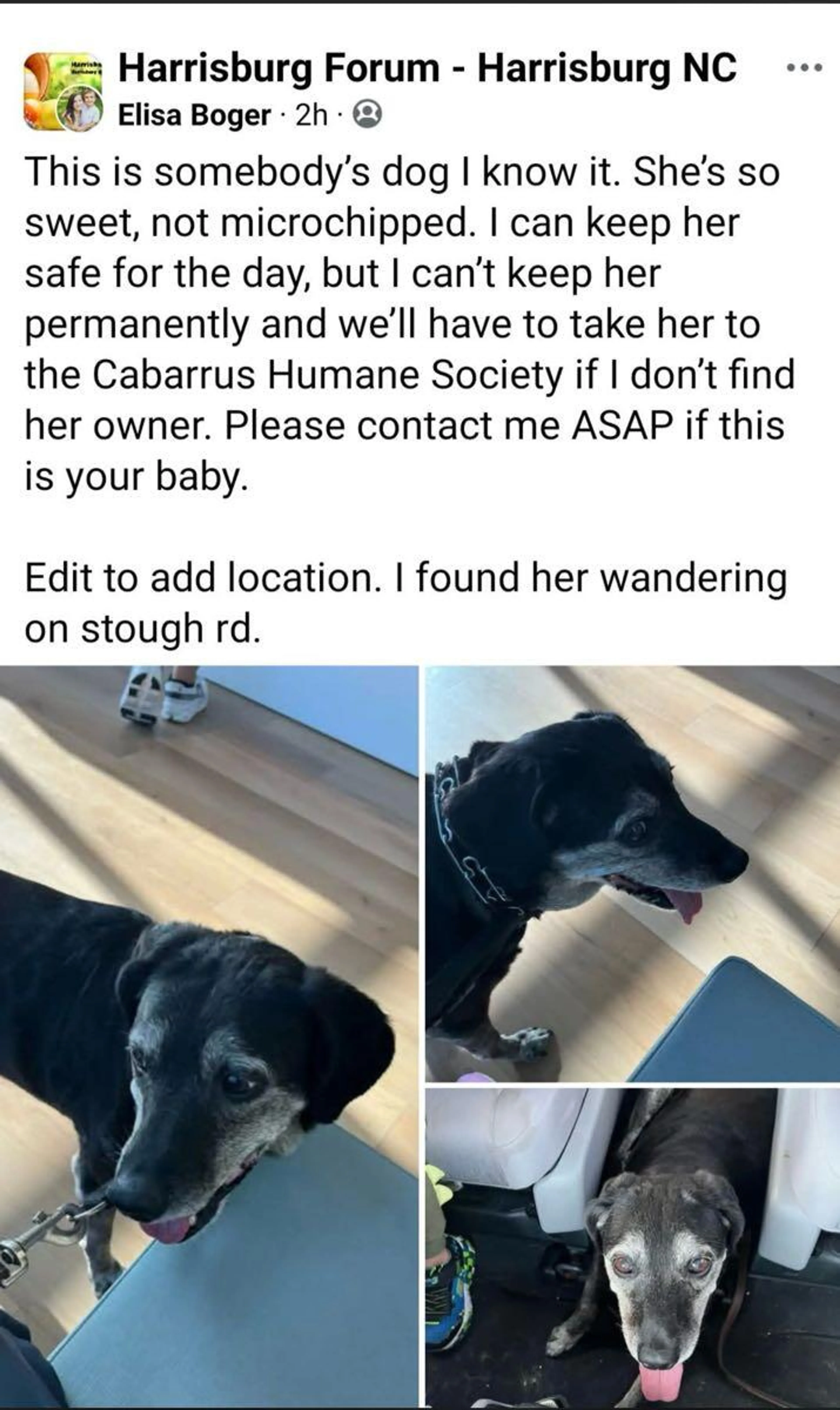 Found pet