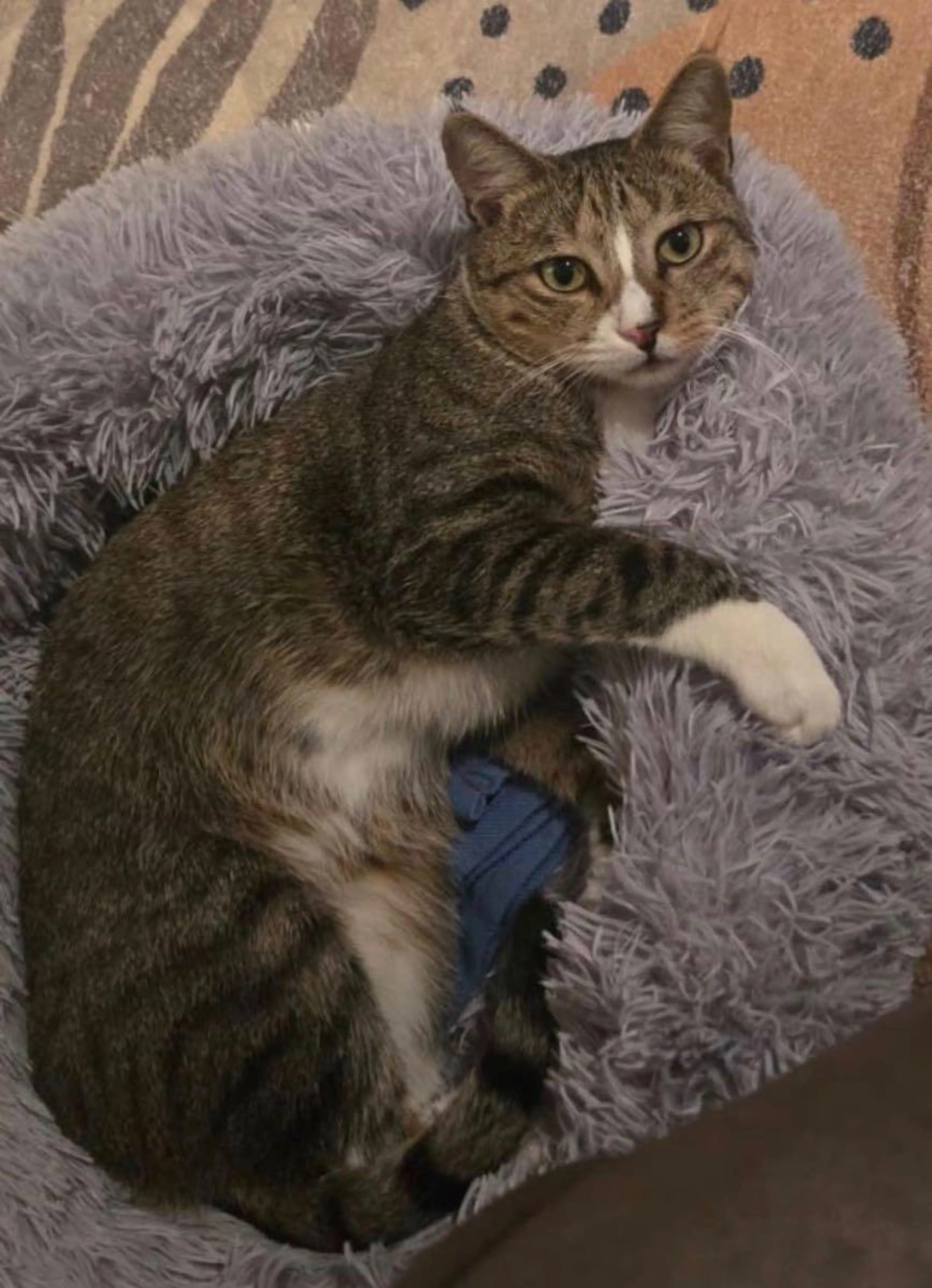Lost pet