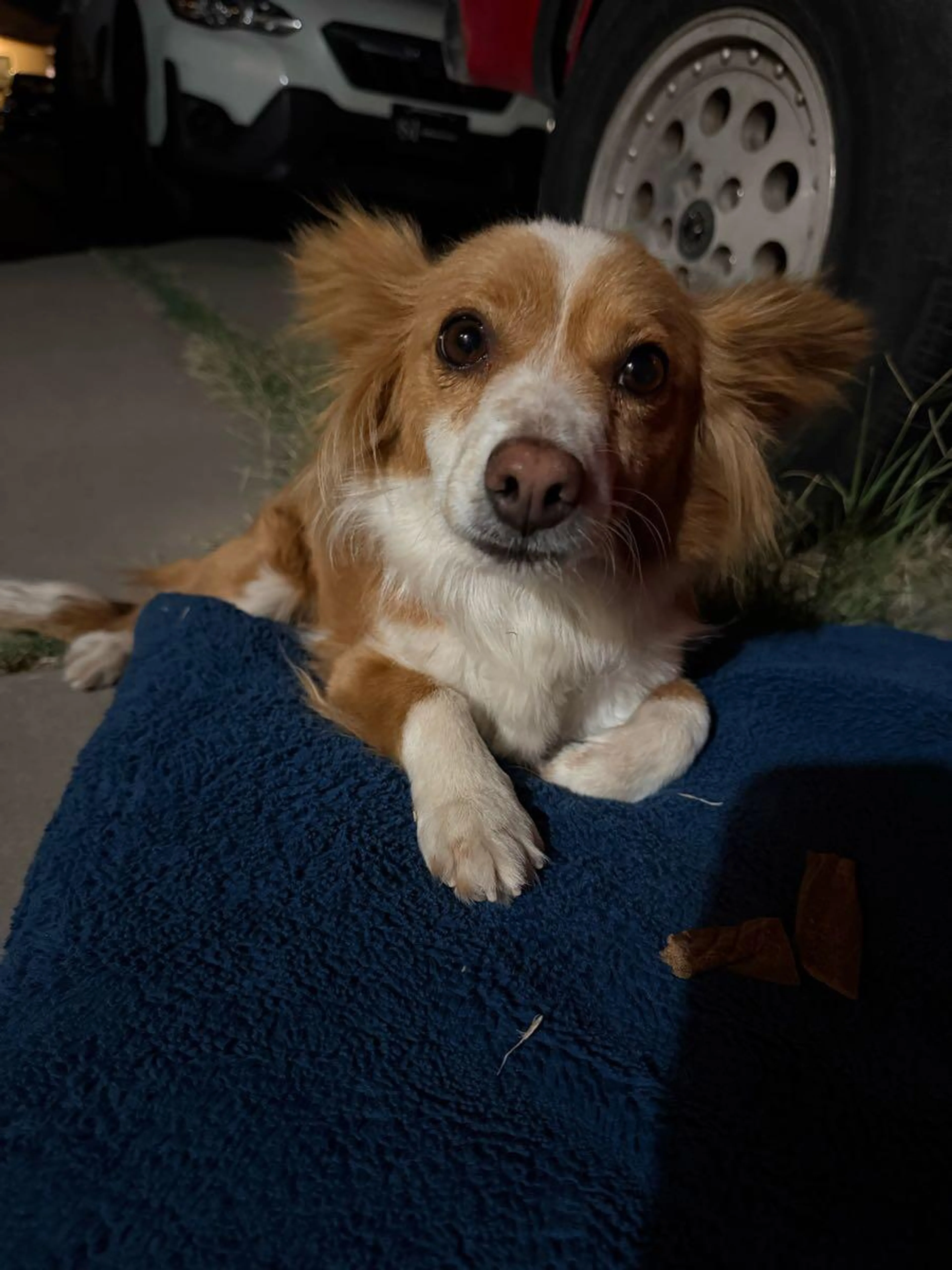Found pet