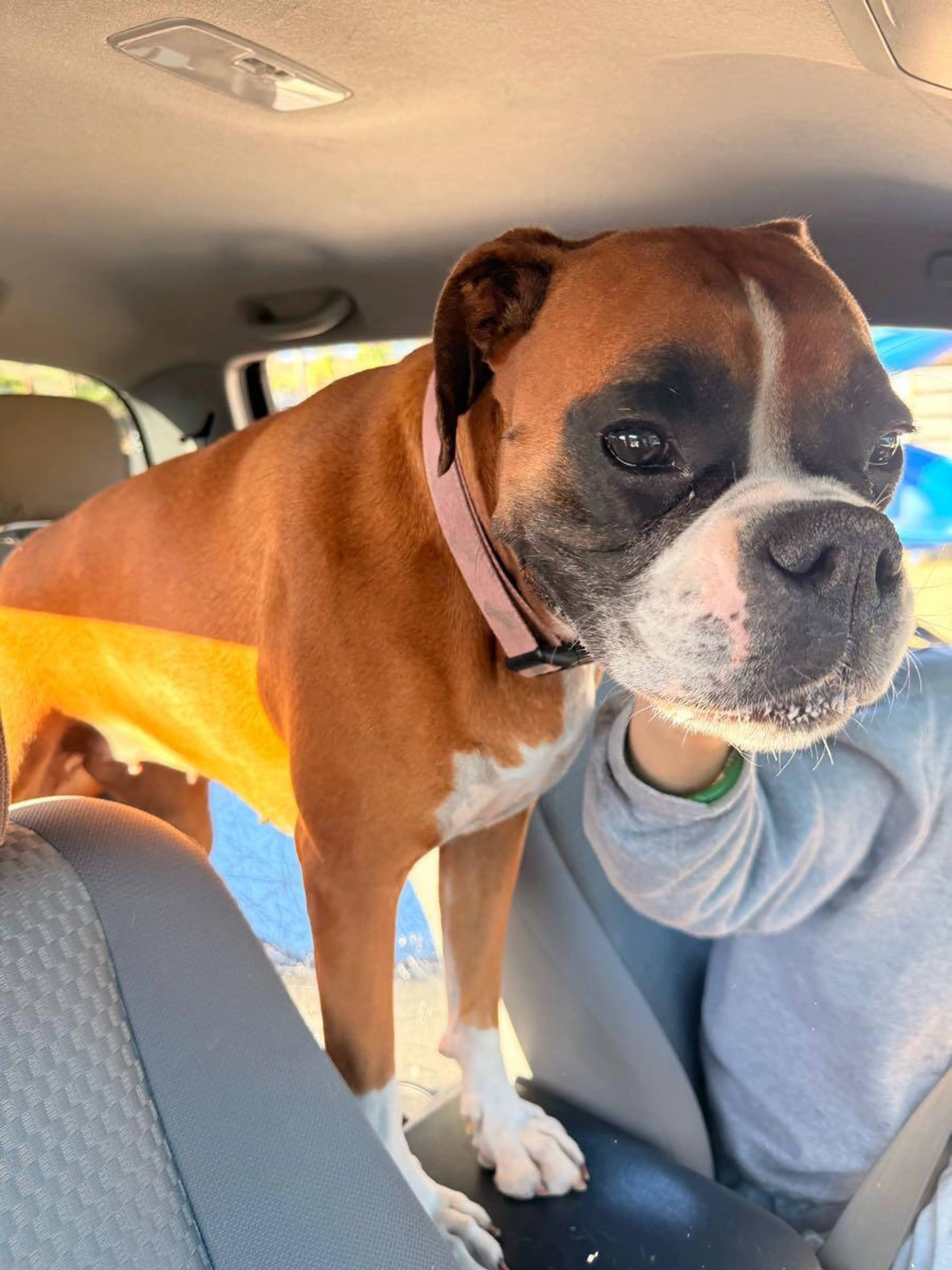 Found pet