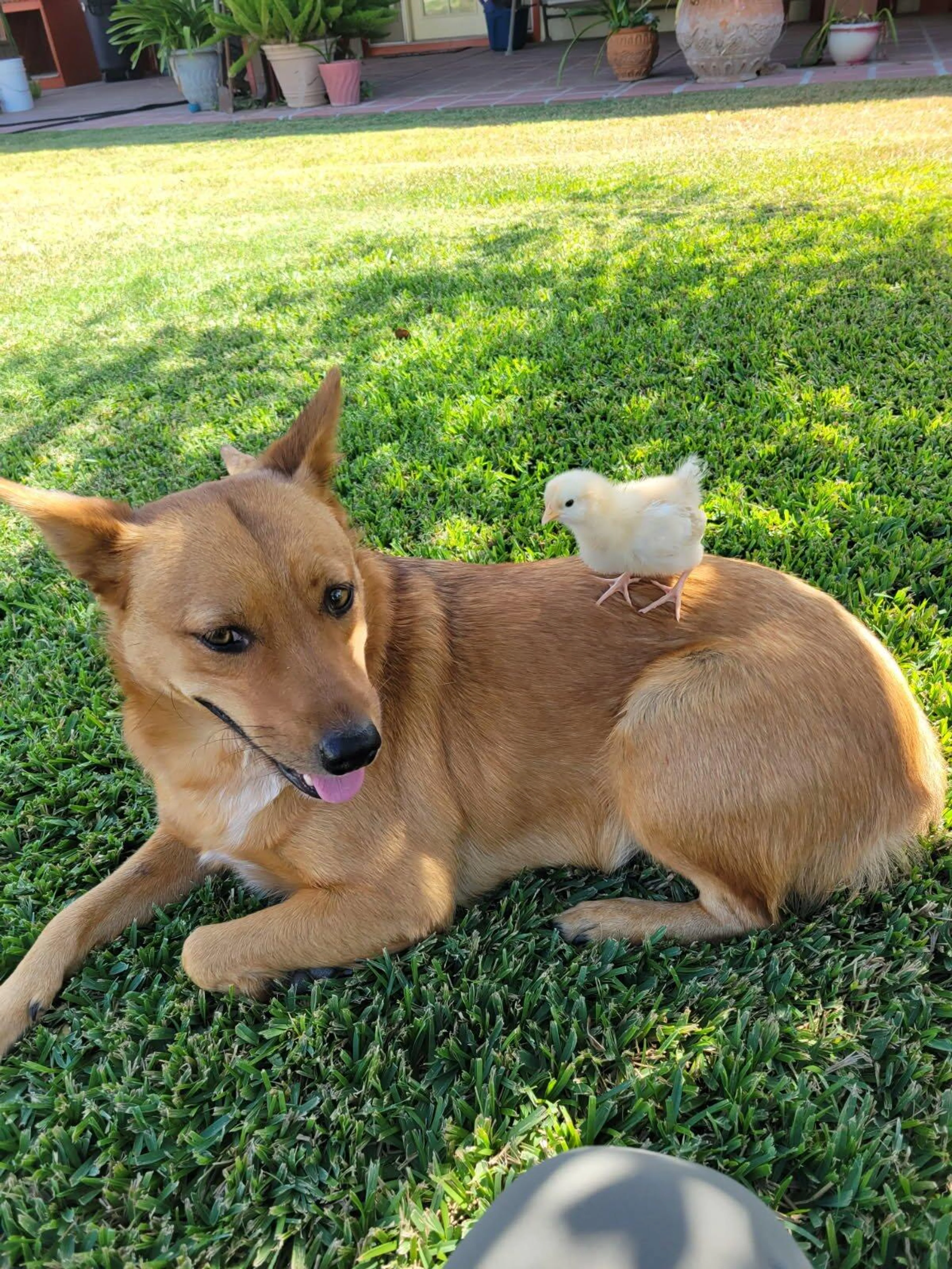 Lost pet