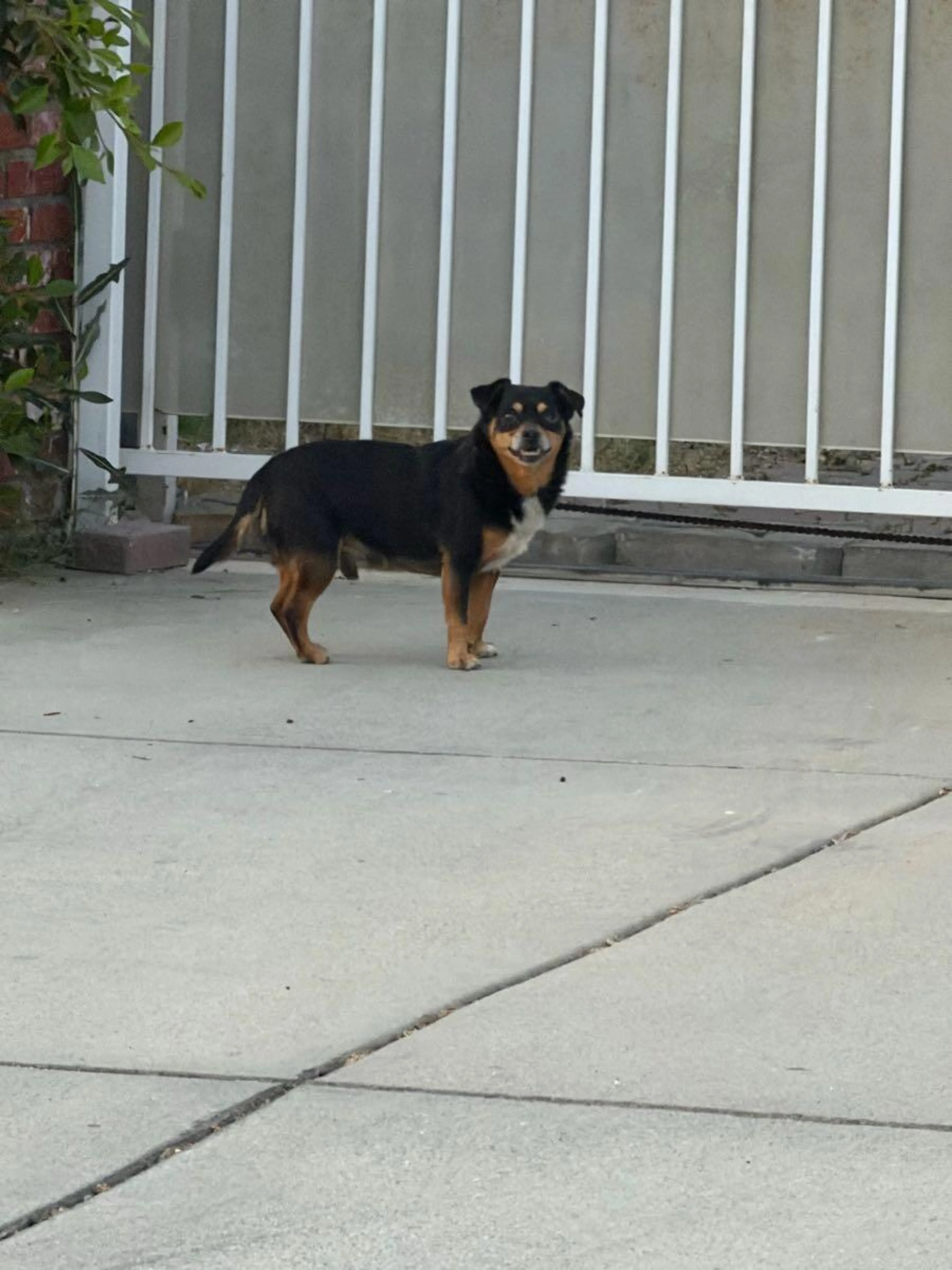 Found pet