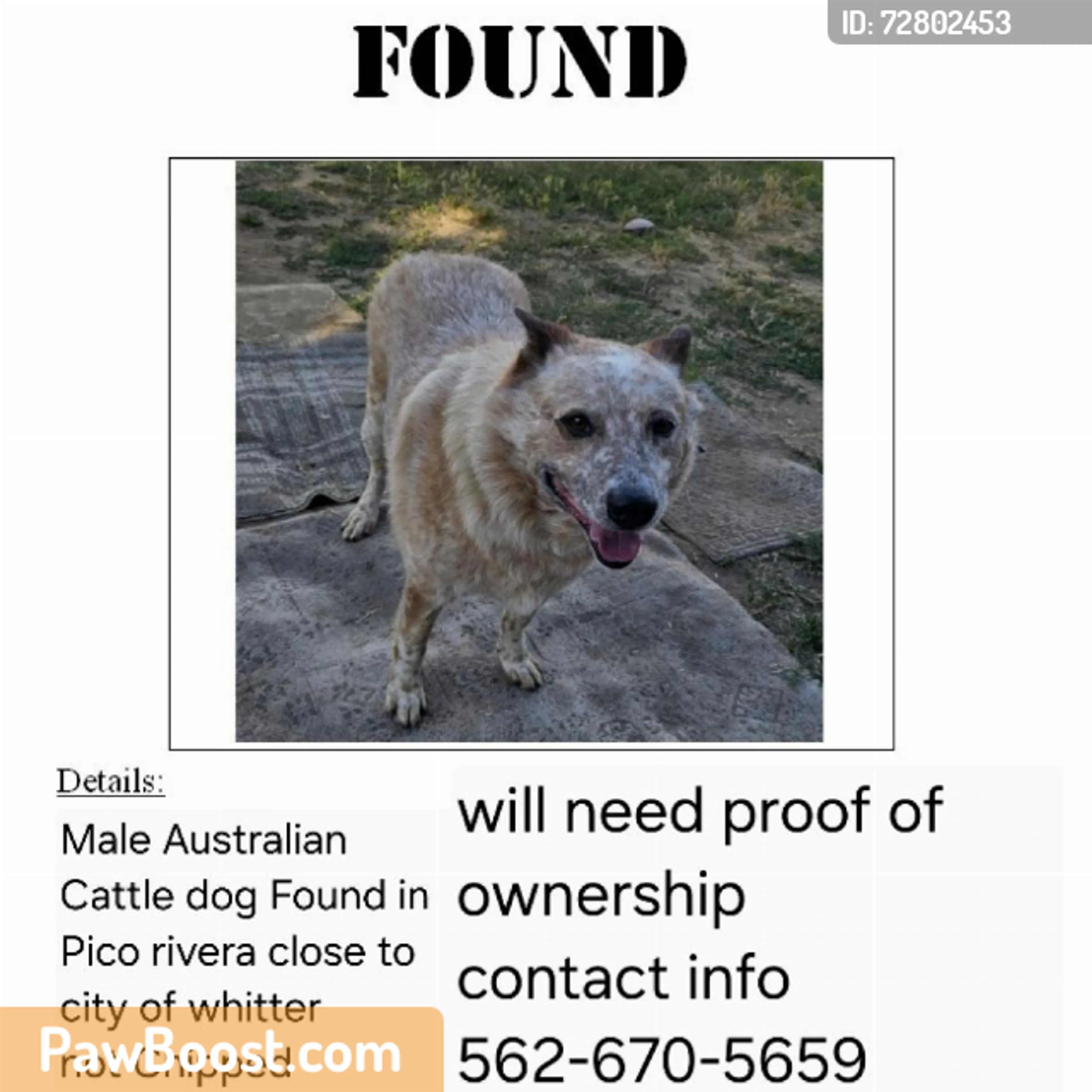 Found pet