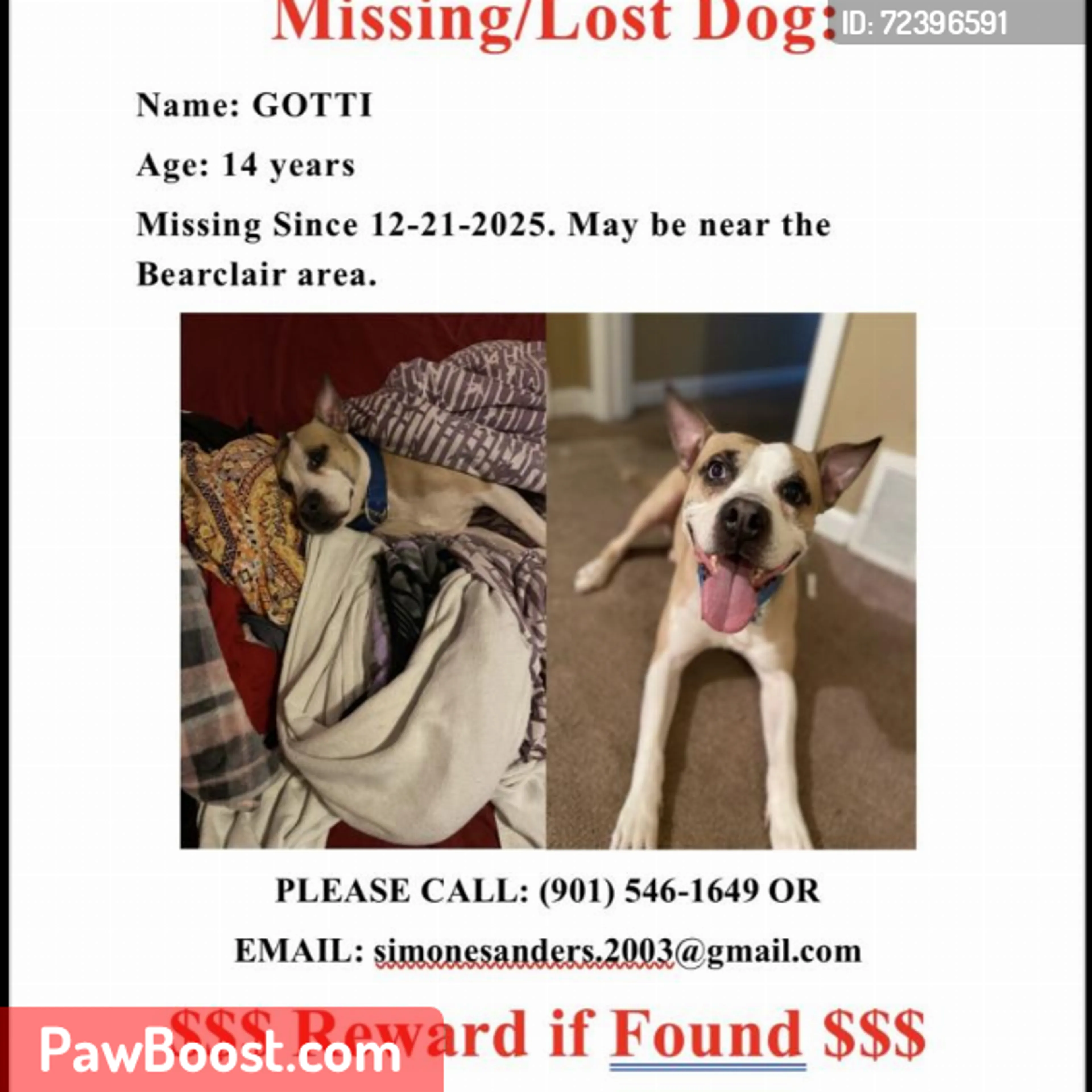 Lost pet
