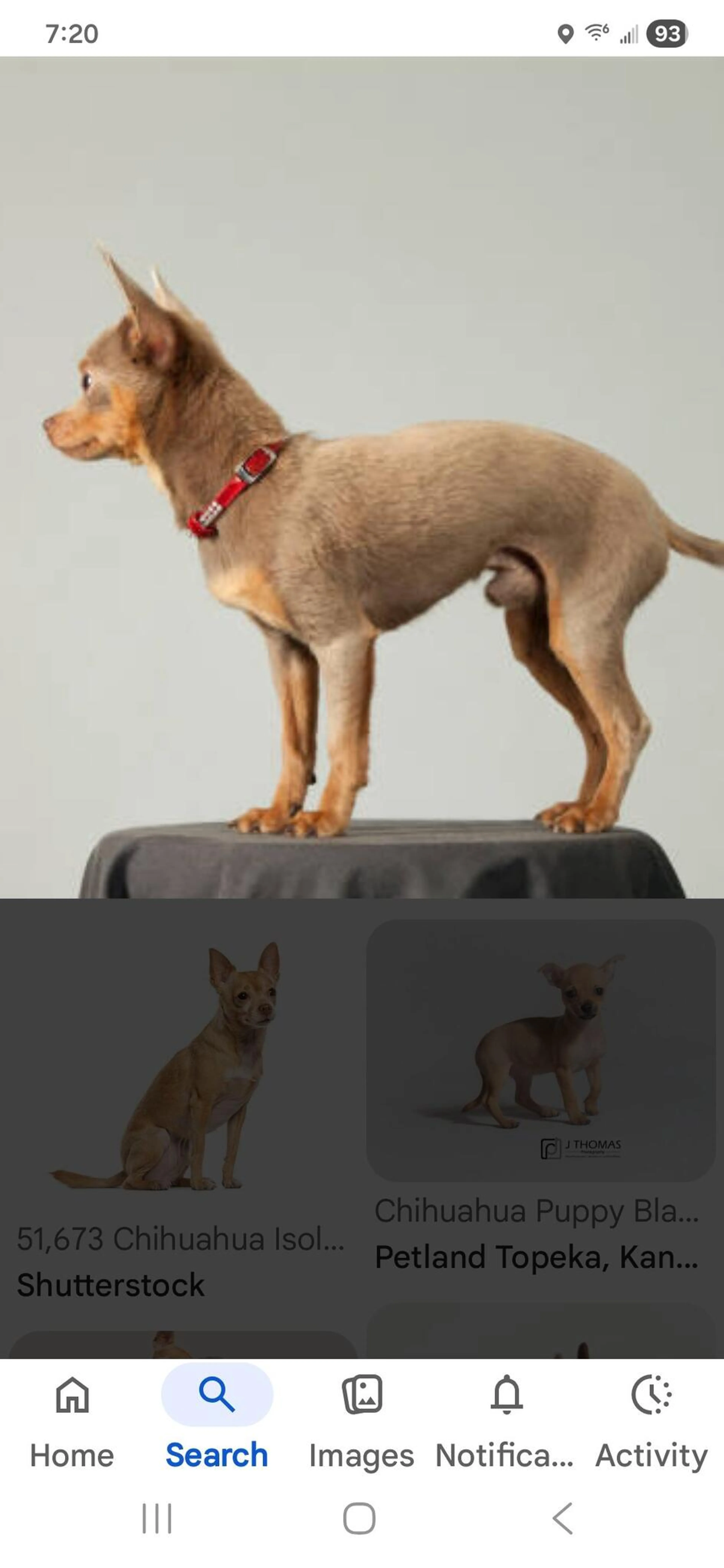 Found pet