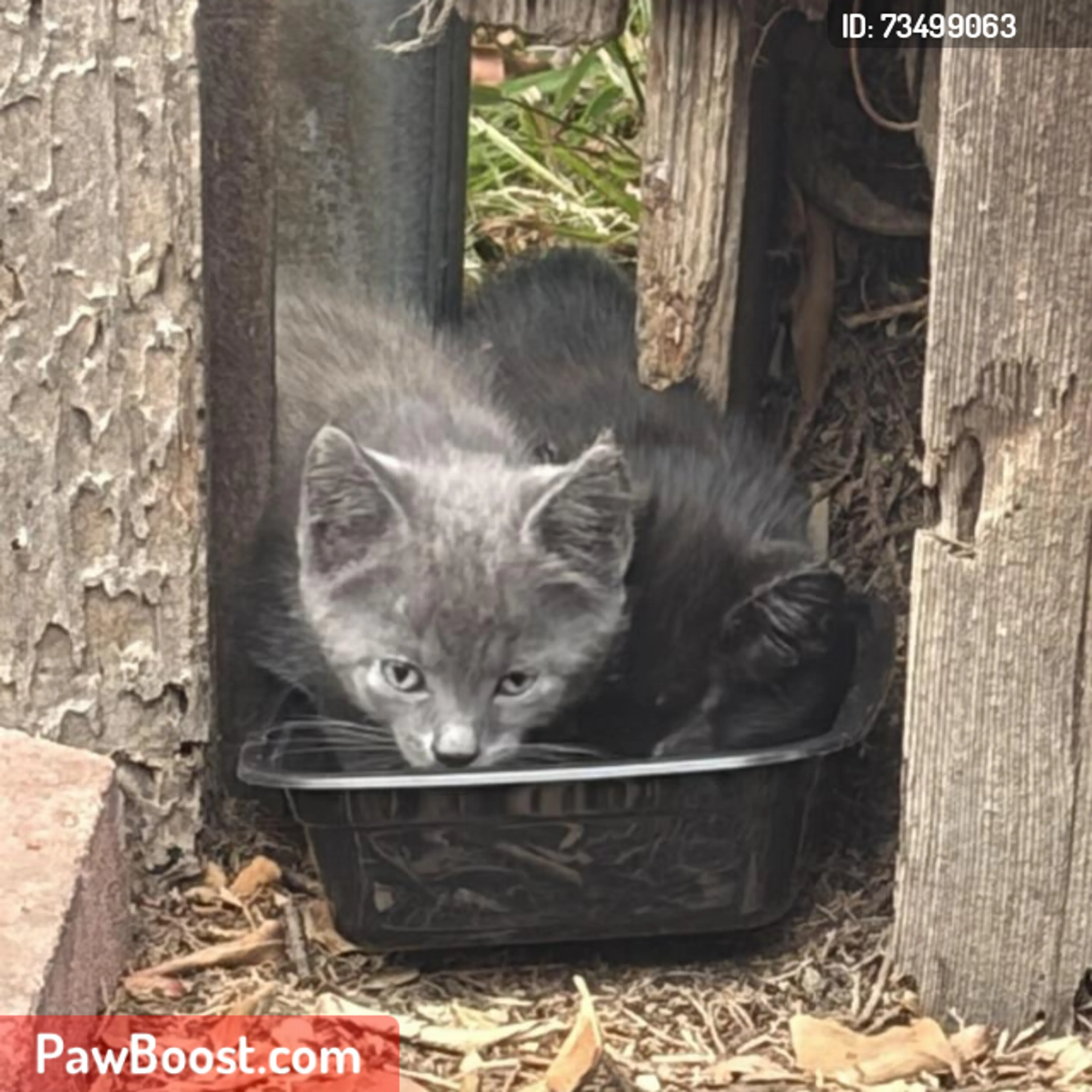 cdn image