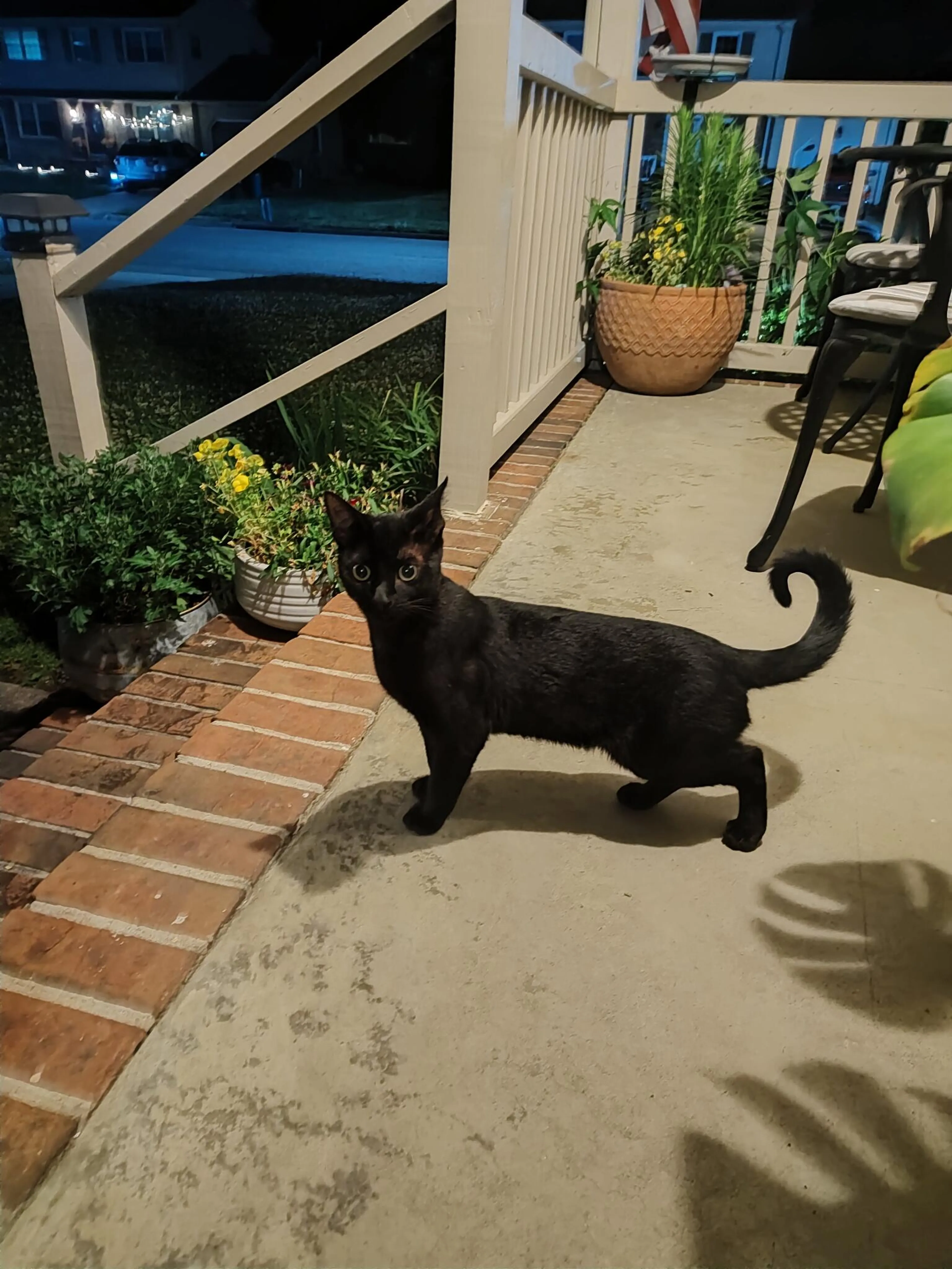 Found pet