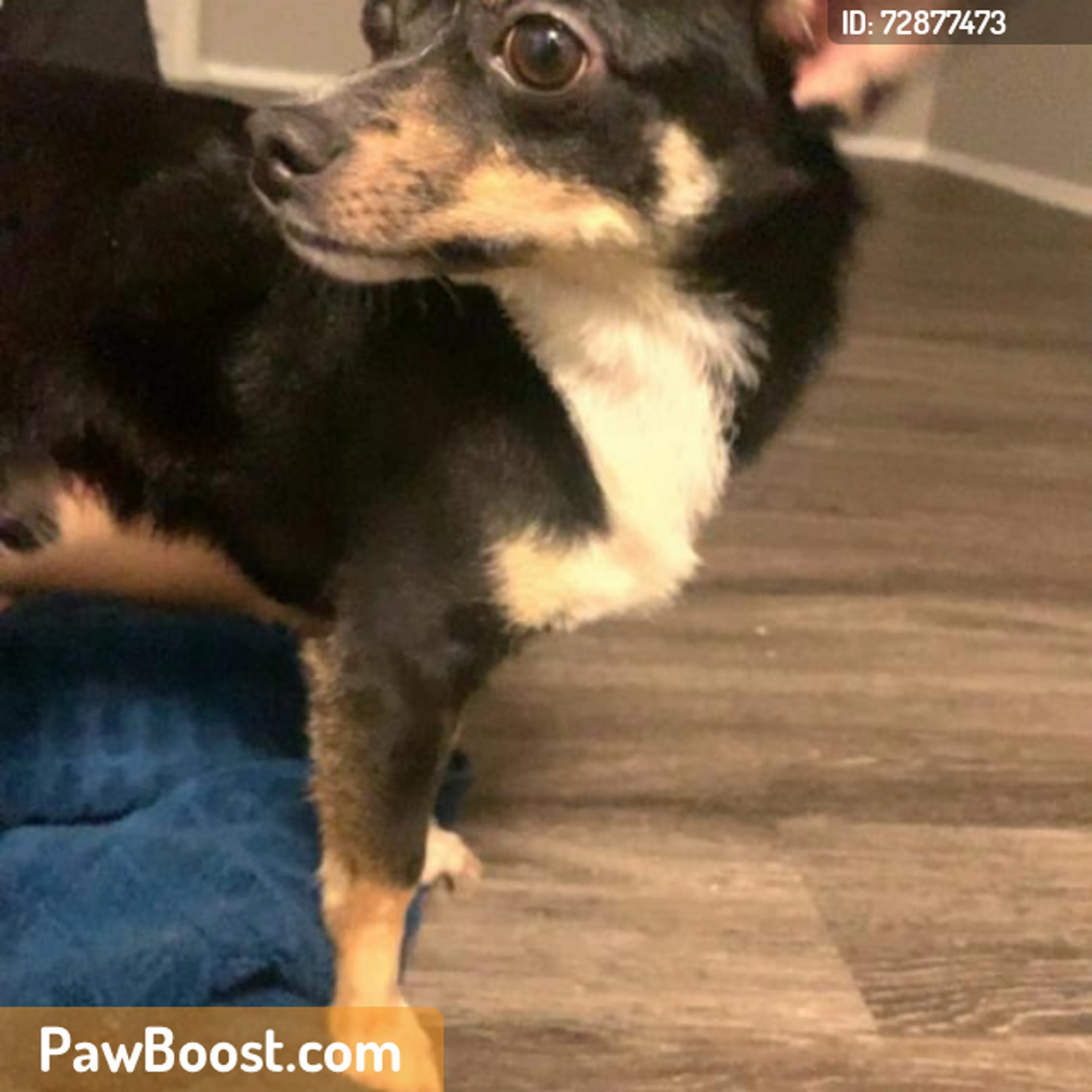 Found pet