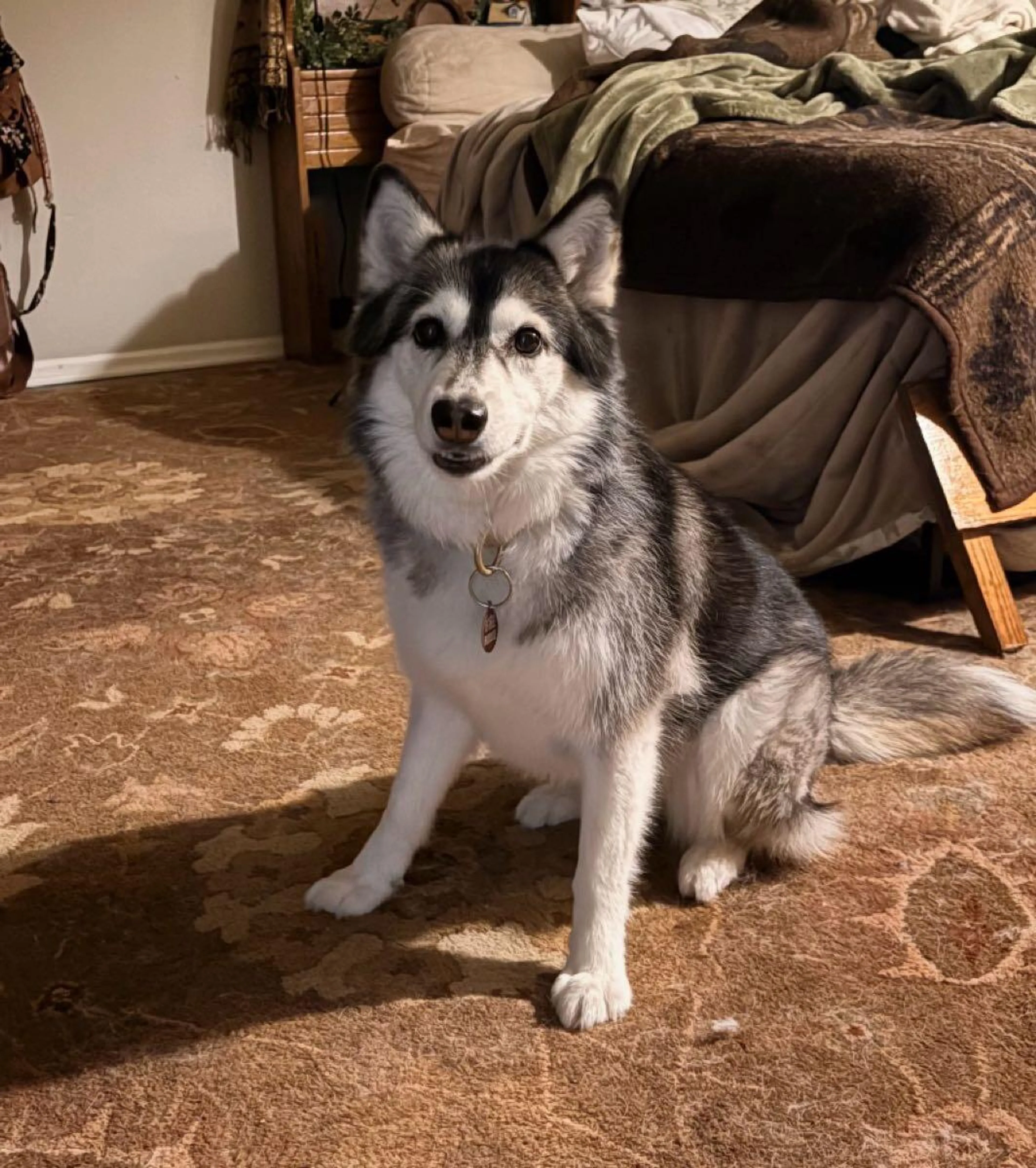 Lost pet