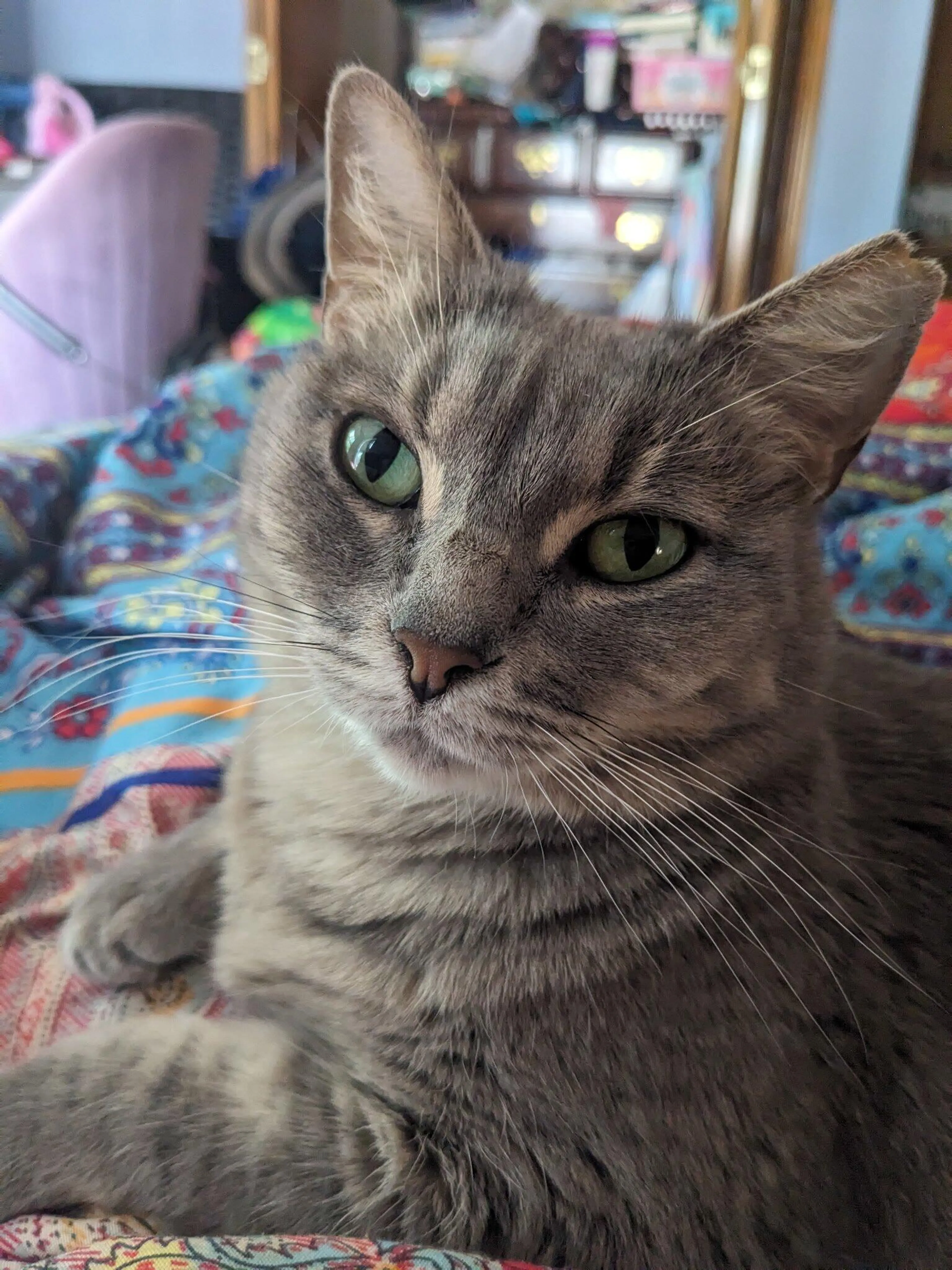 Lost pet