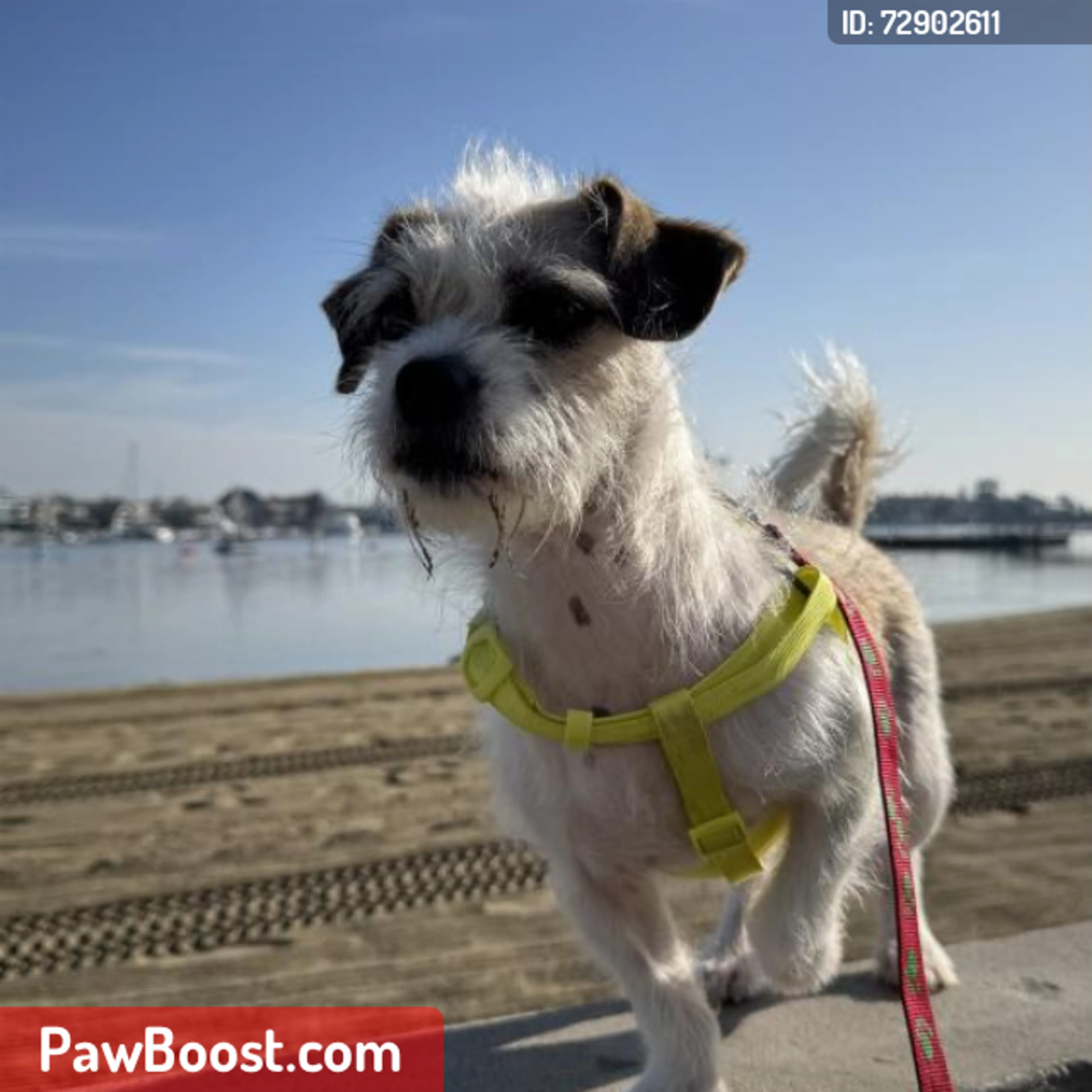 Lost pet