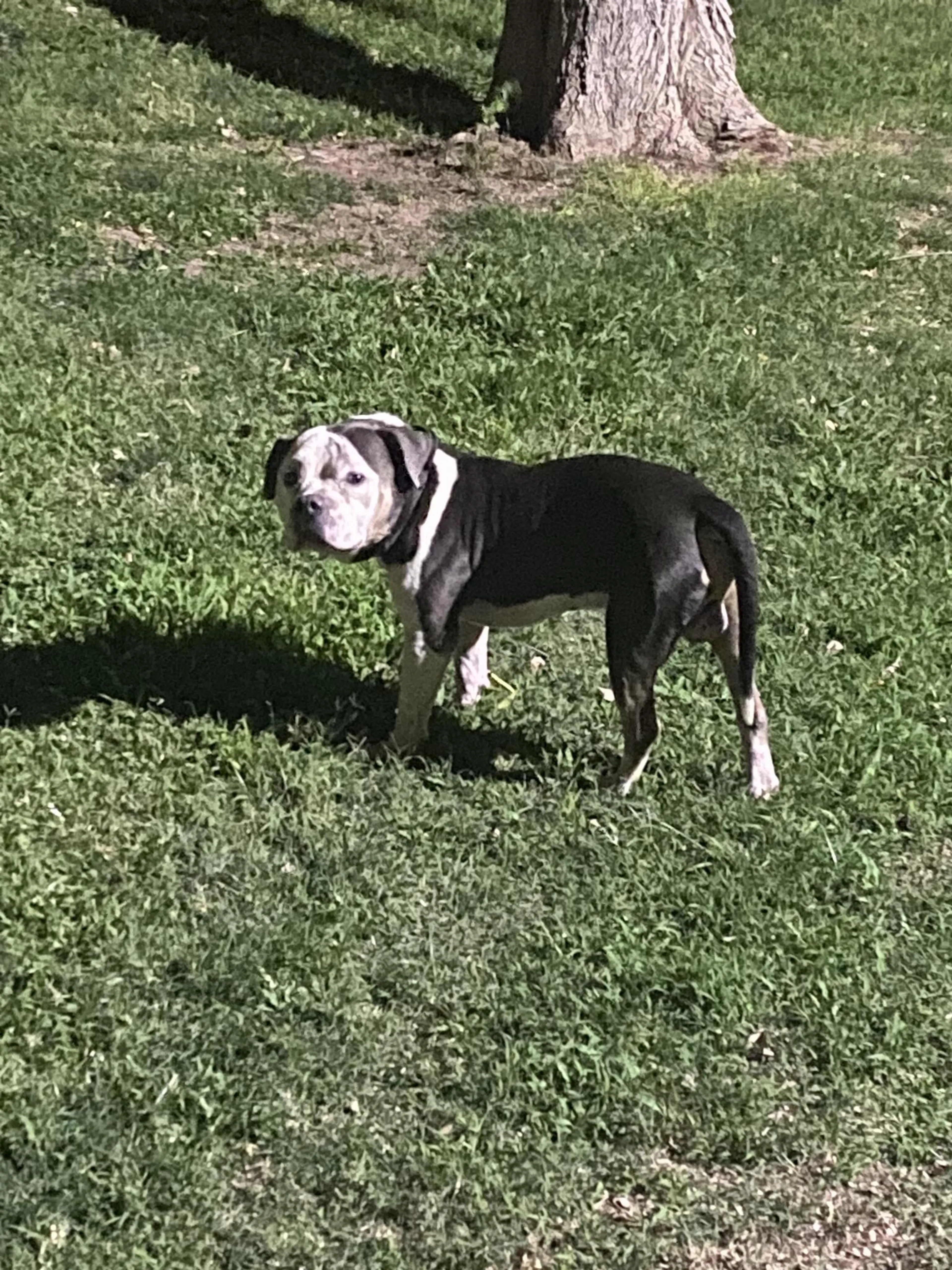 Found pet