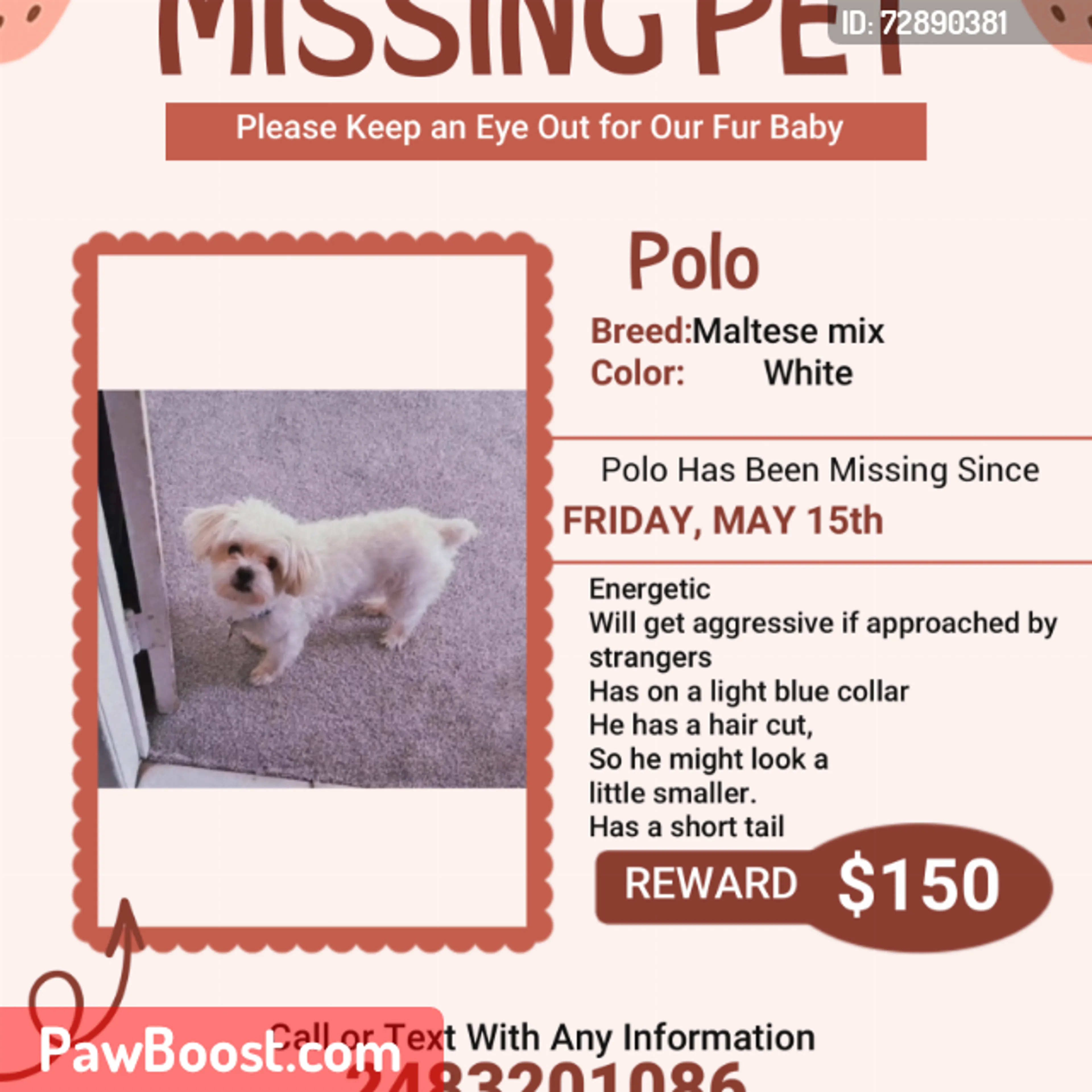 Lost pet