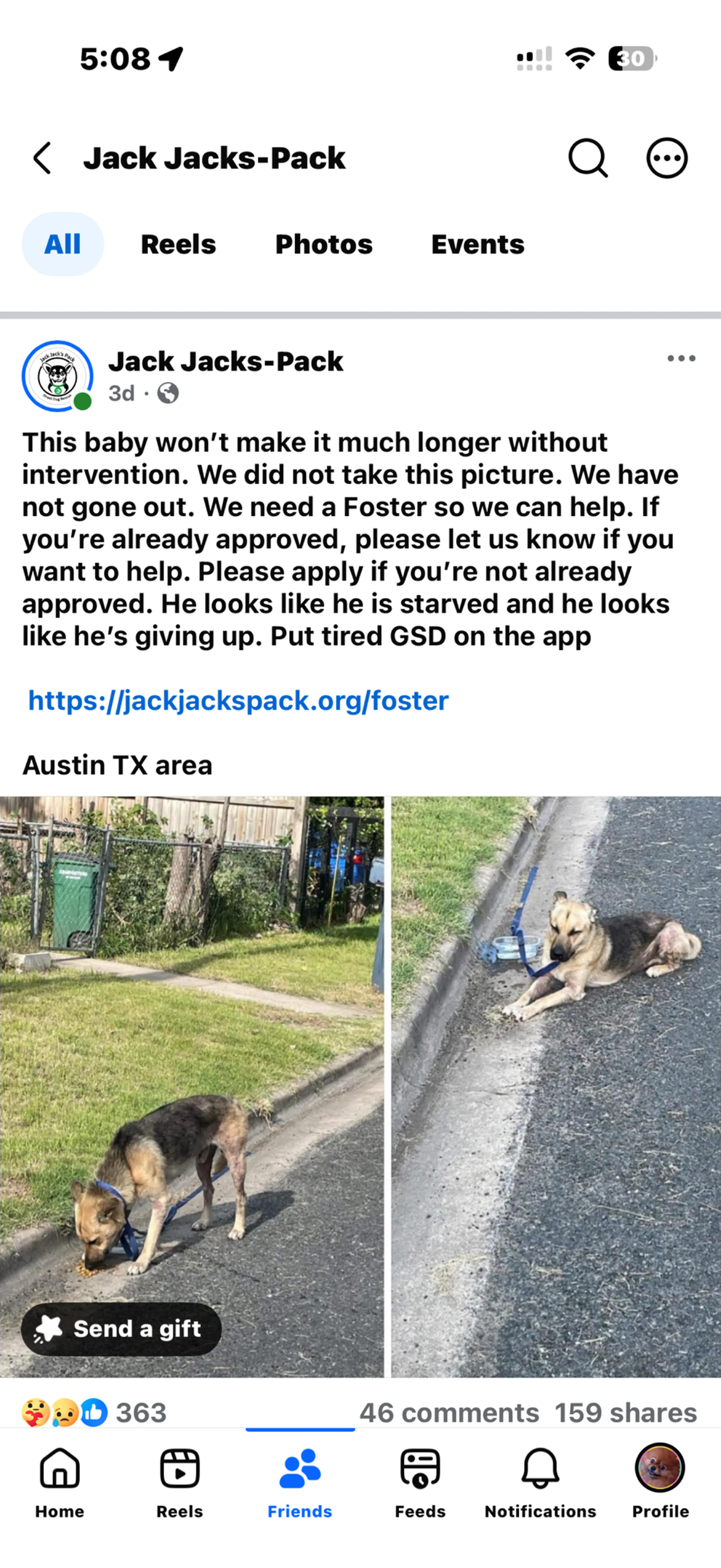Lost pet