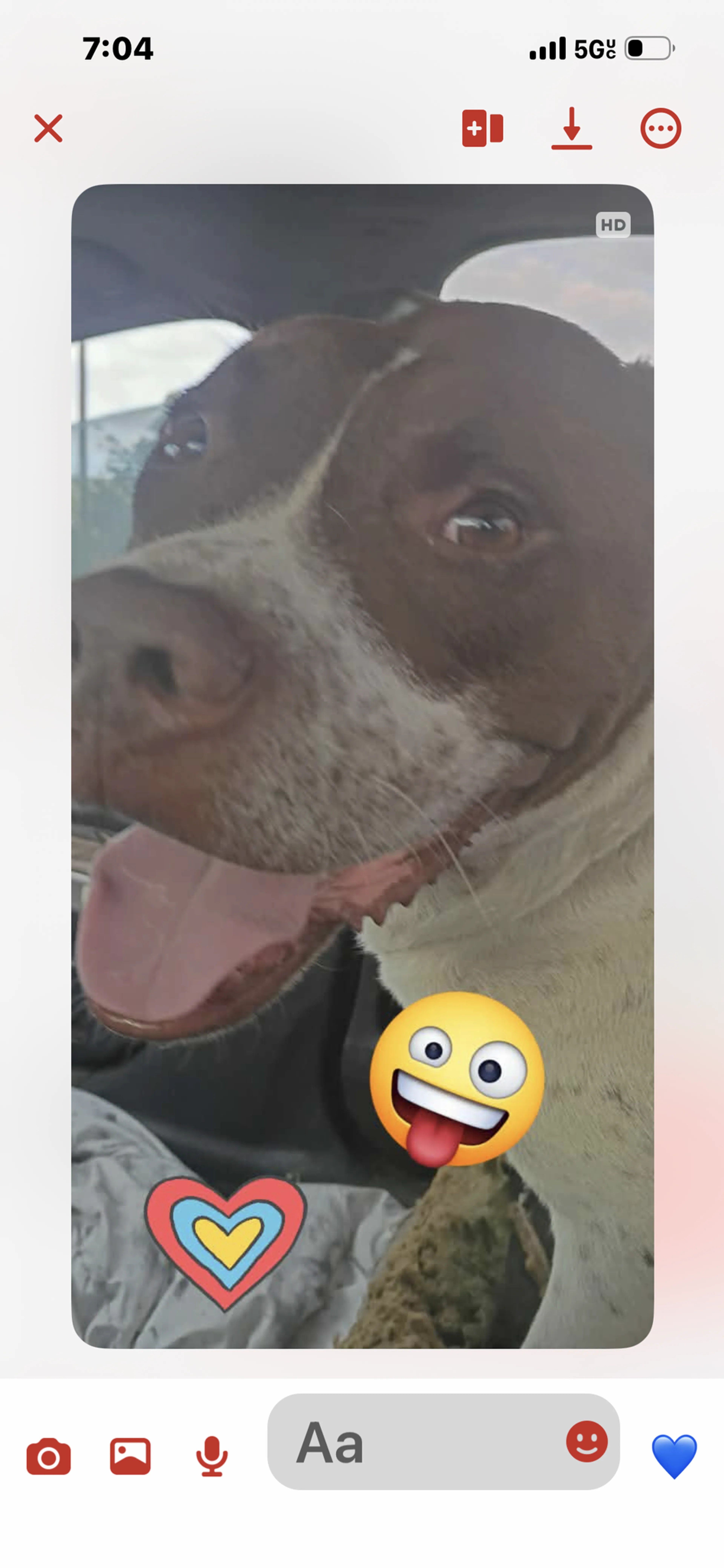 Lost pet