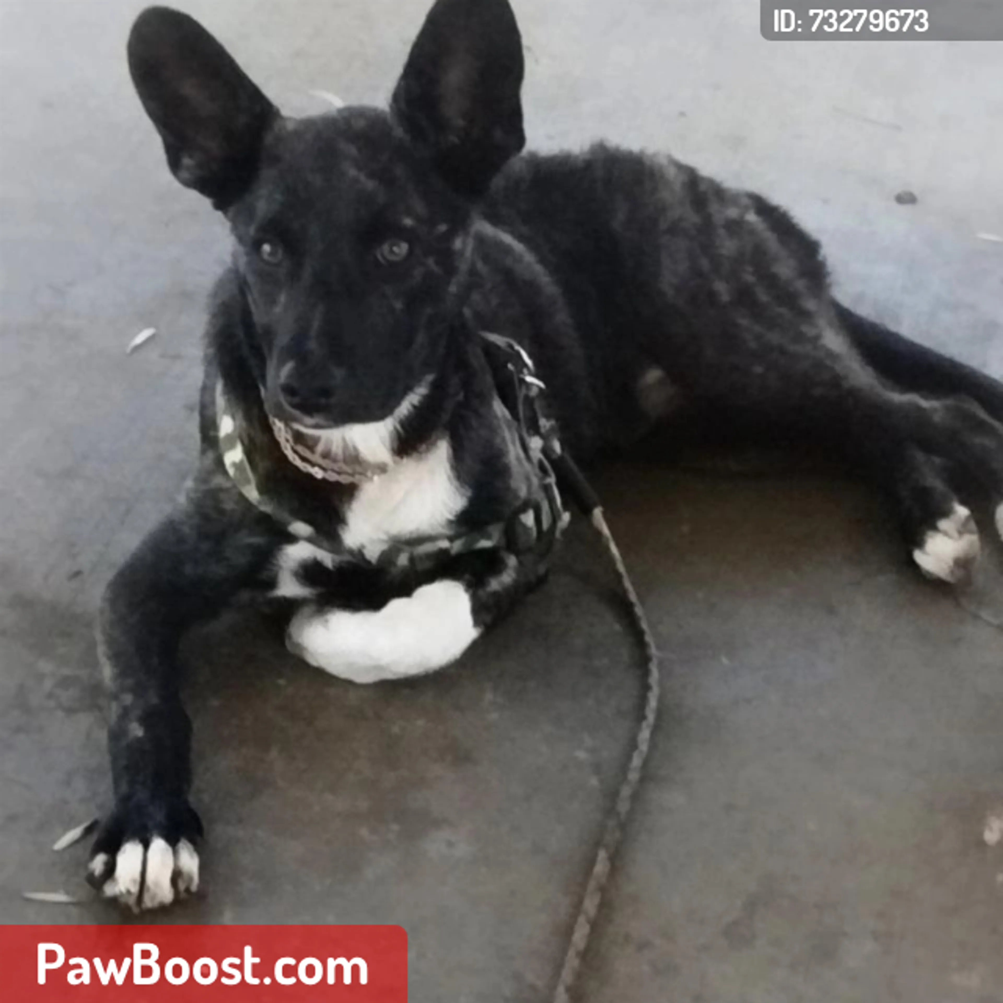 cdn image