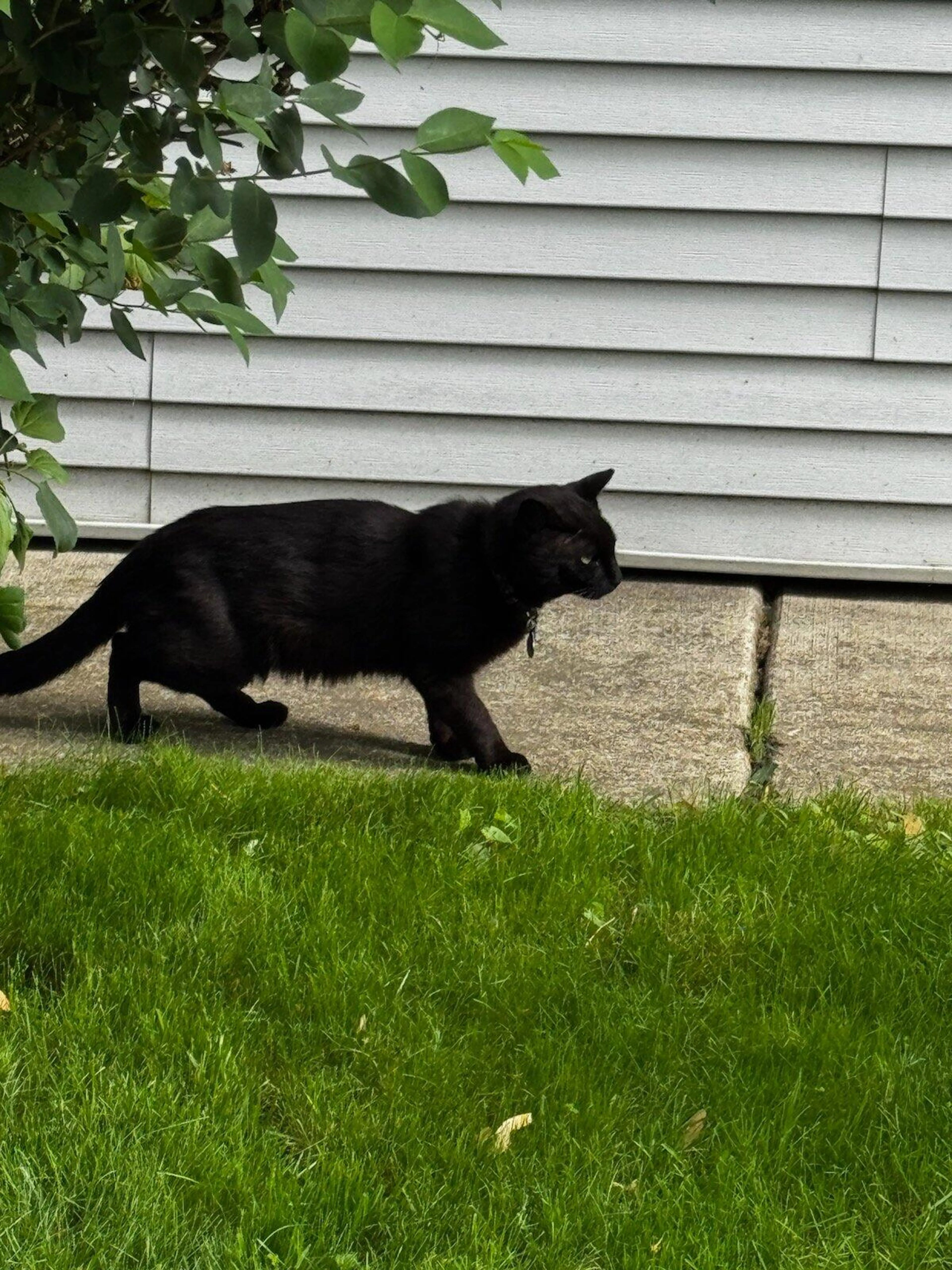 Lost pet