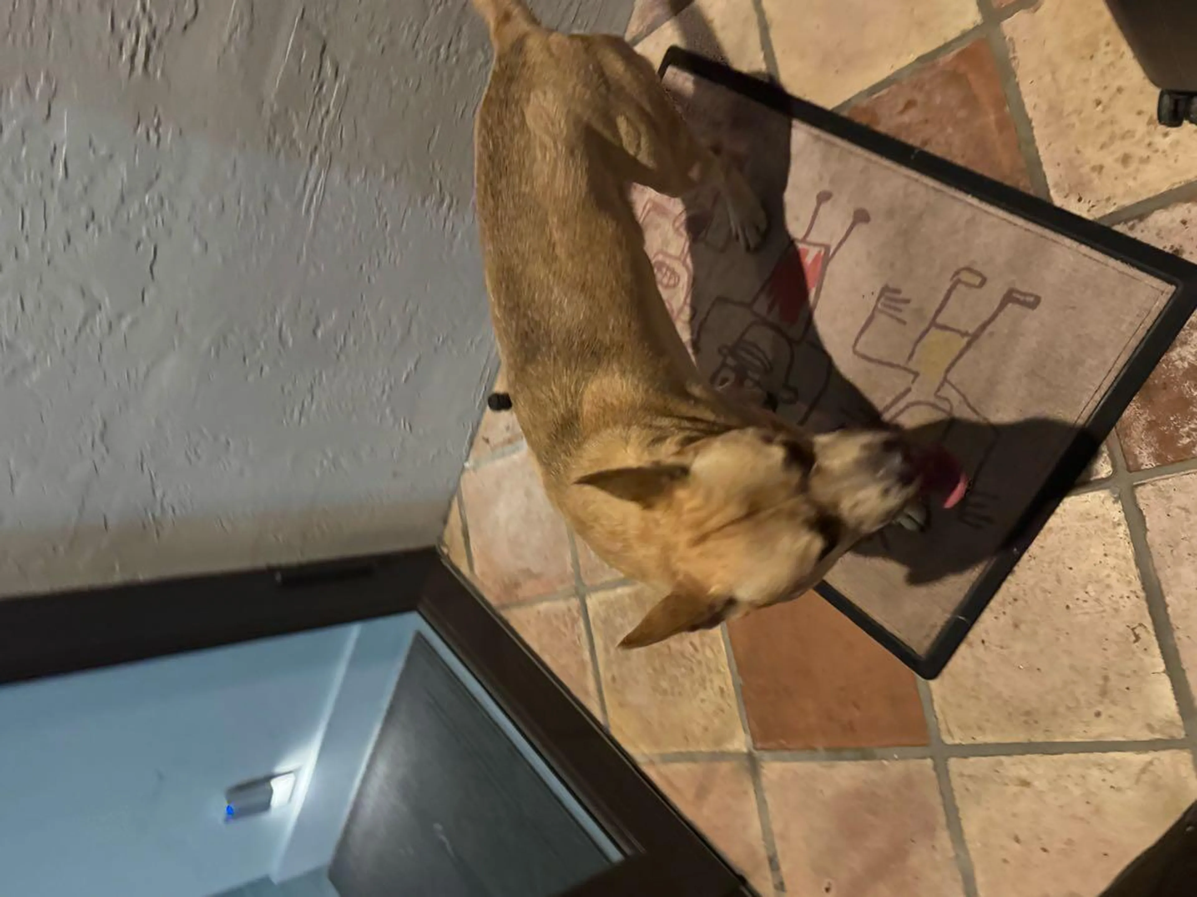Found pet