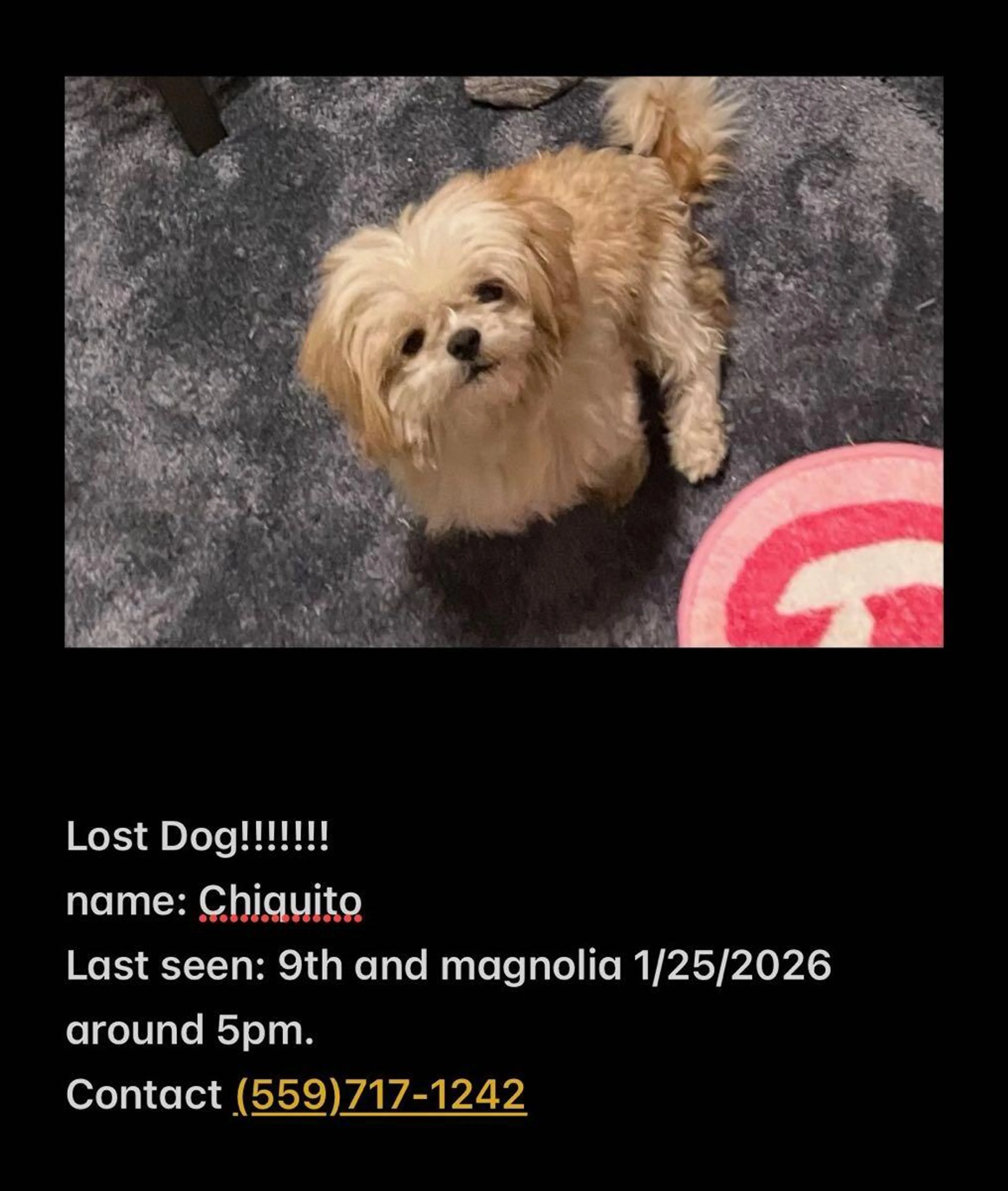 Lost pet