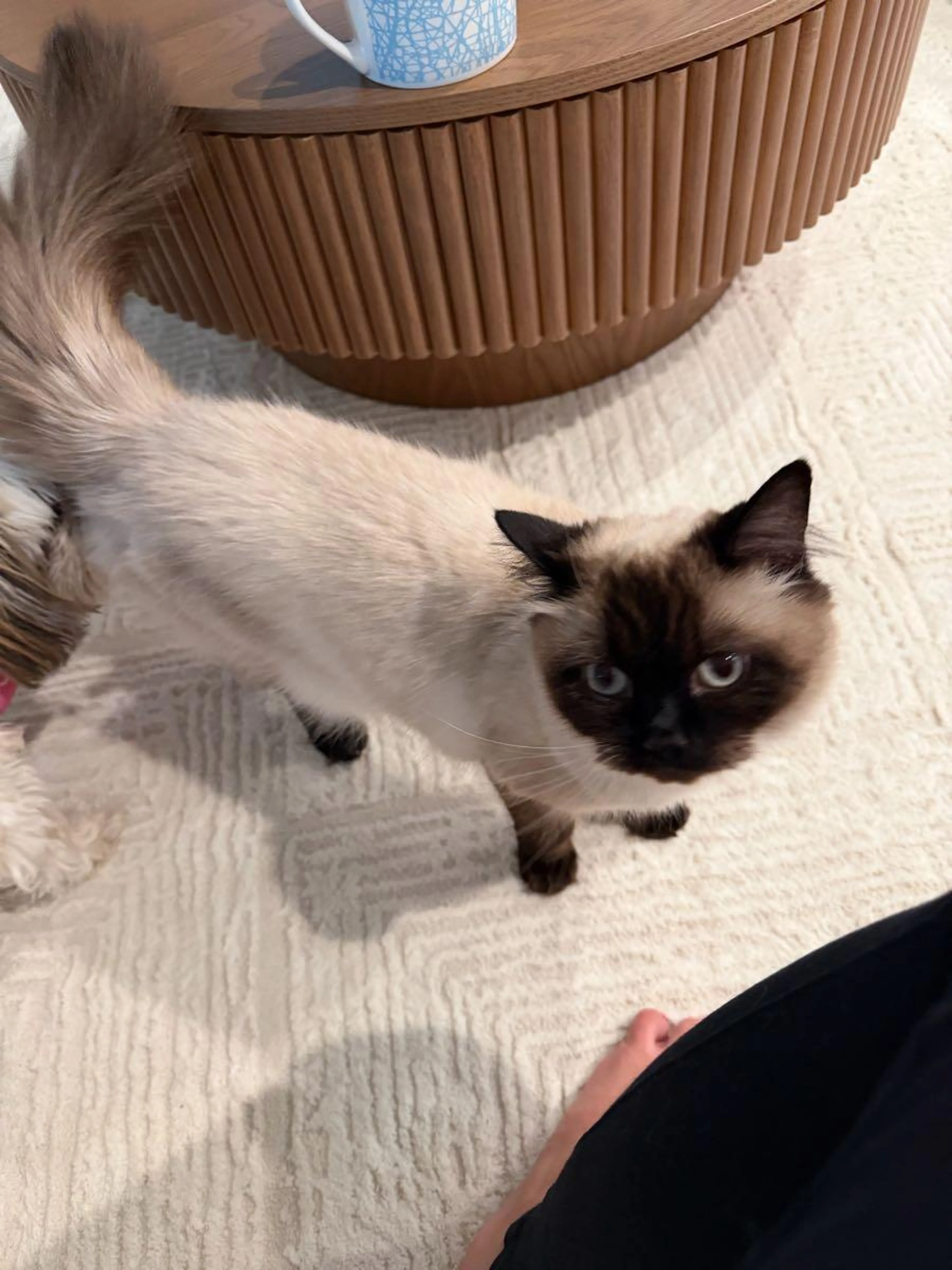 Lost pet