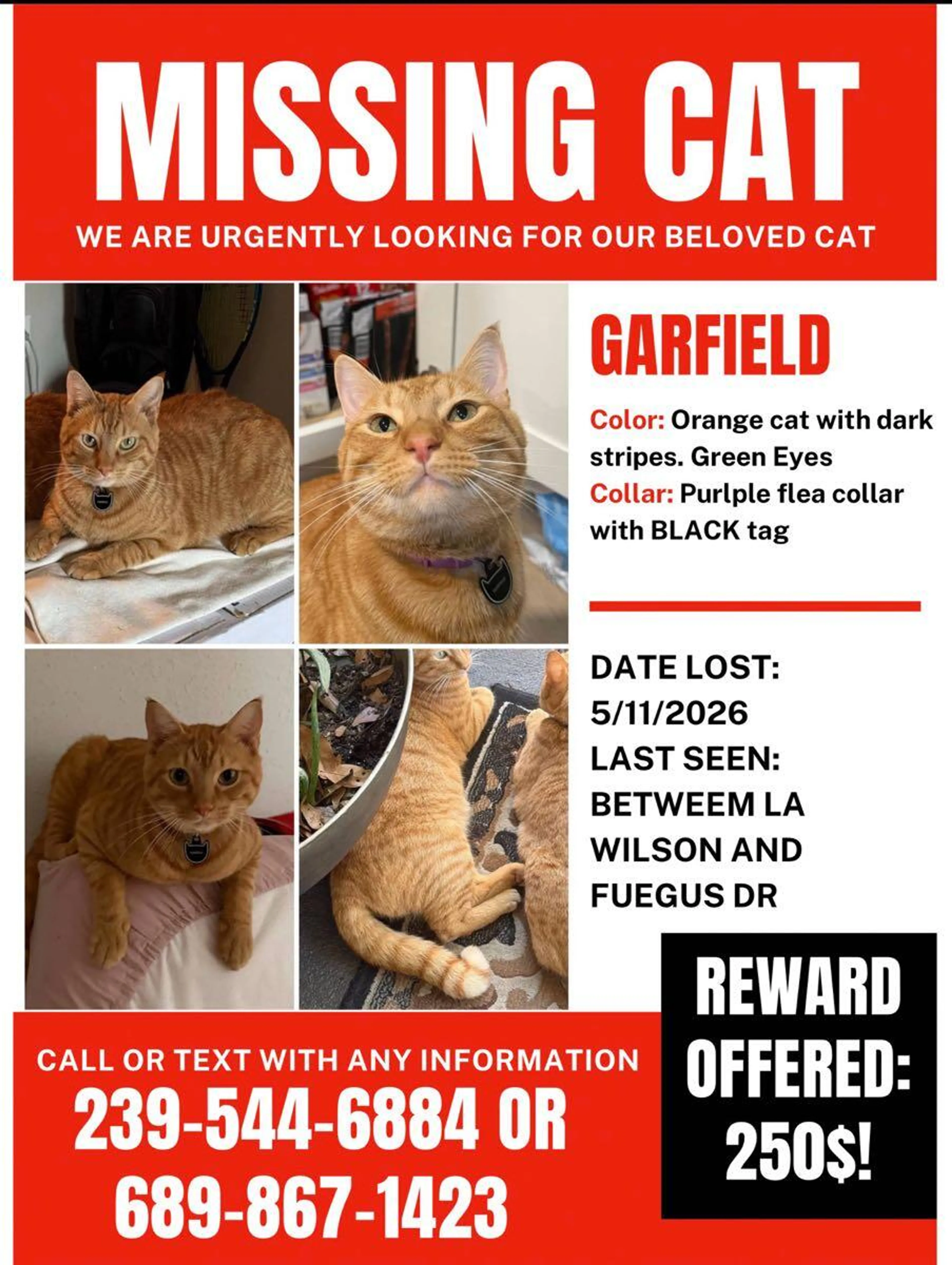 Lost pet