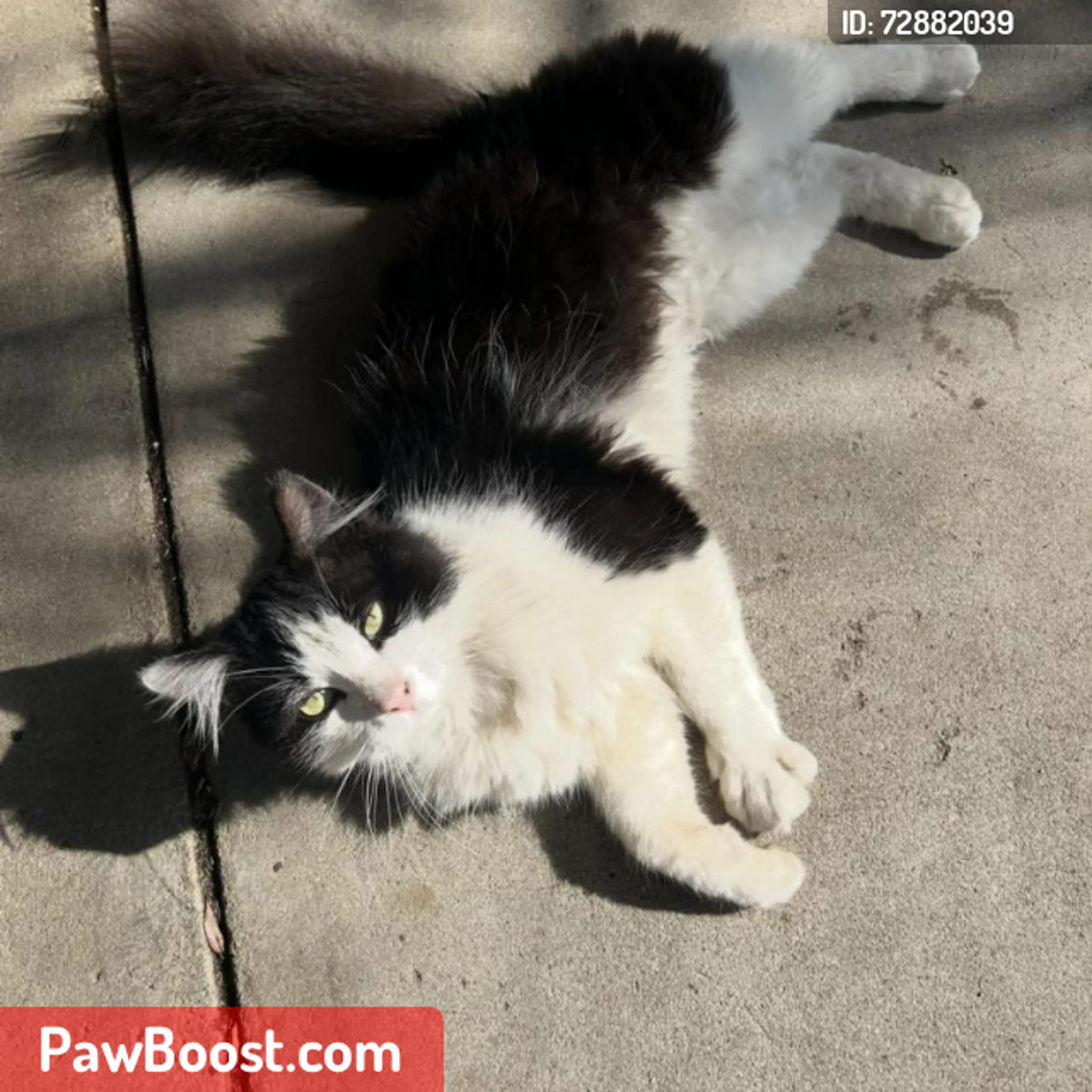 Lost pet