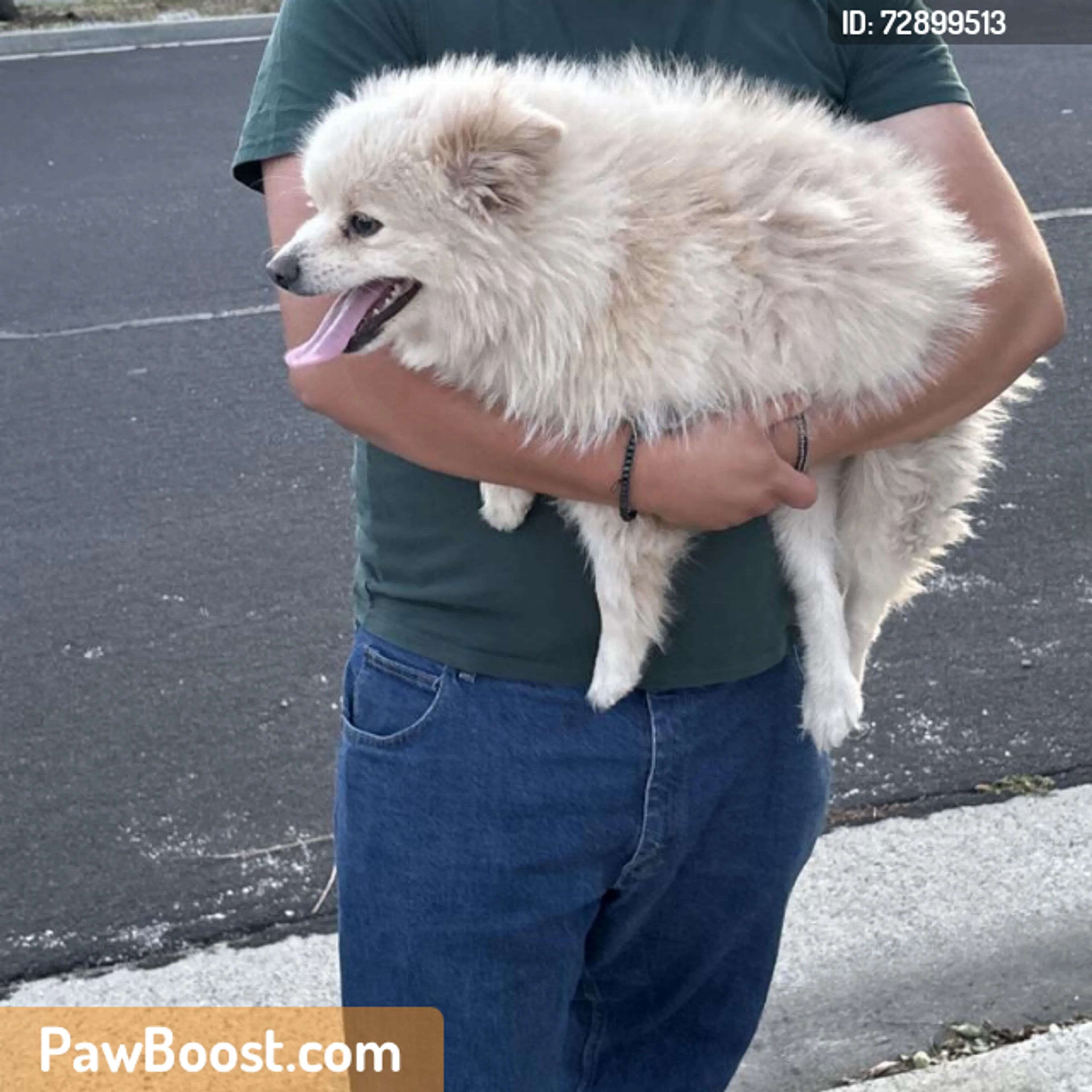 Found pet