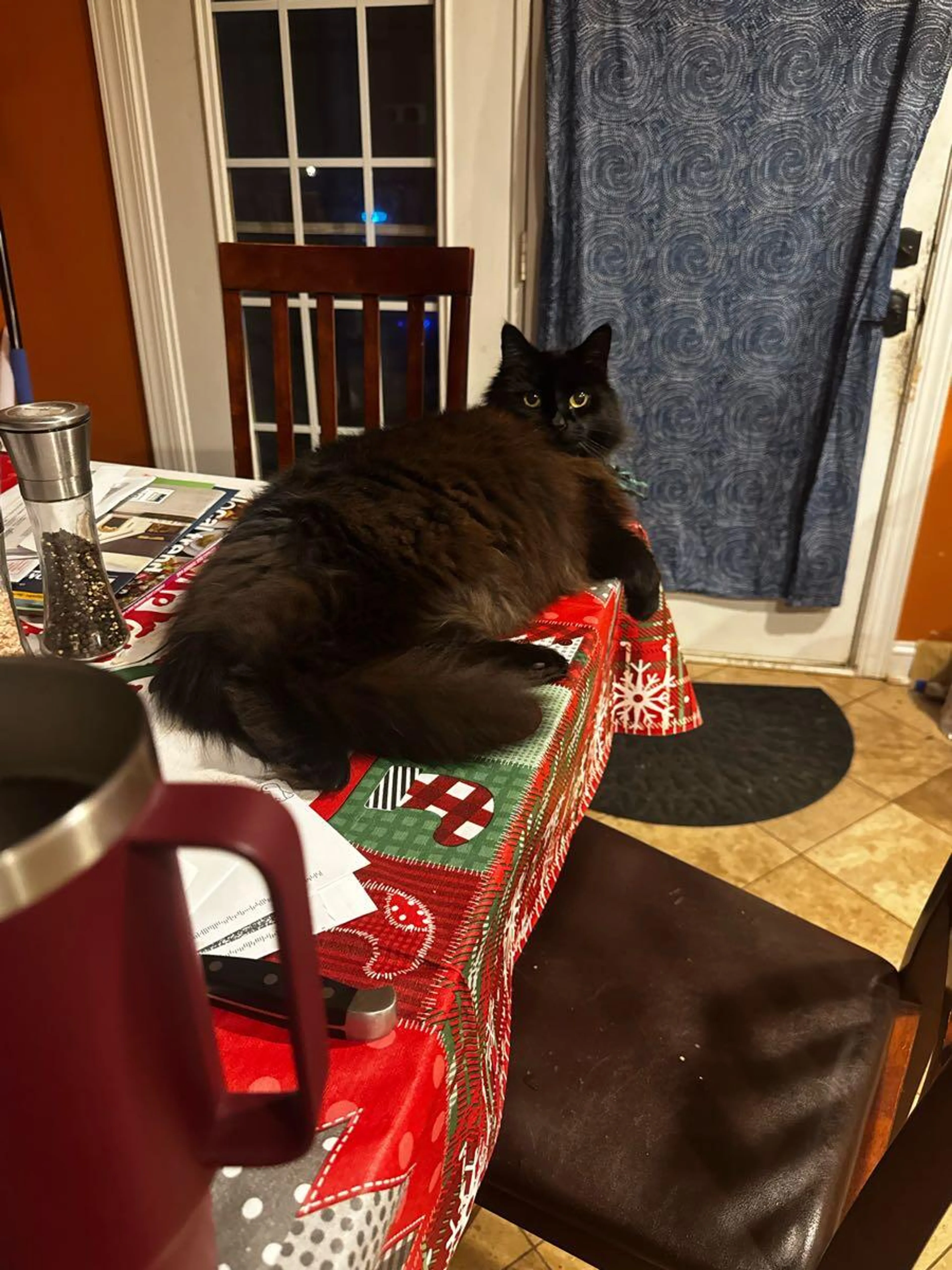 Lost pet