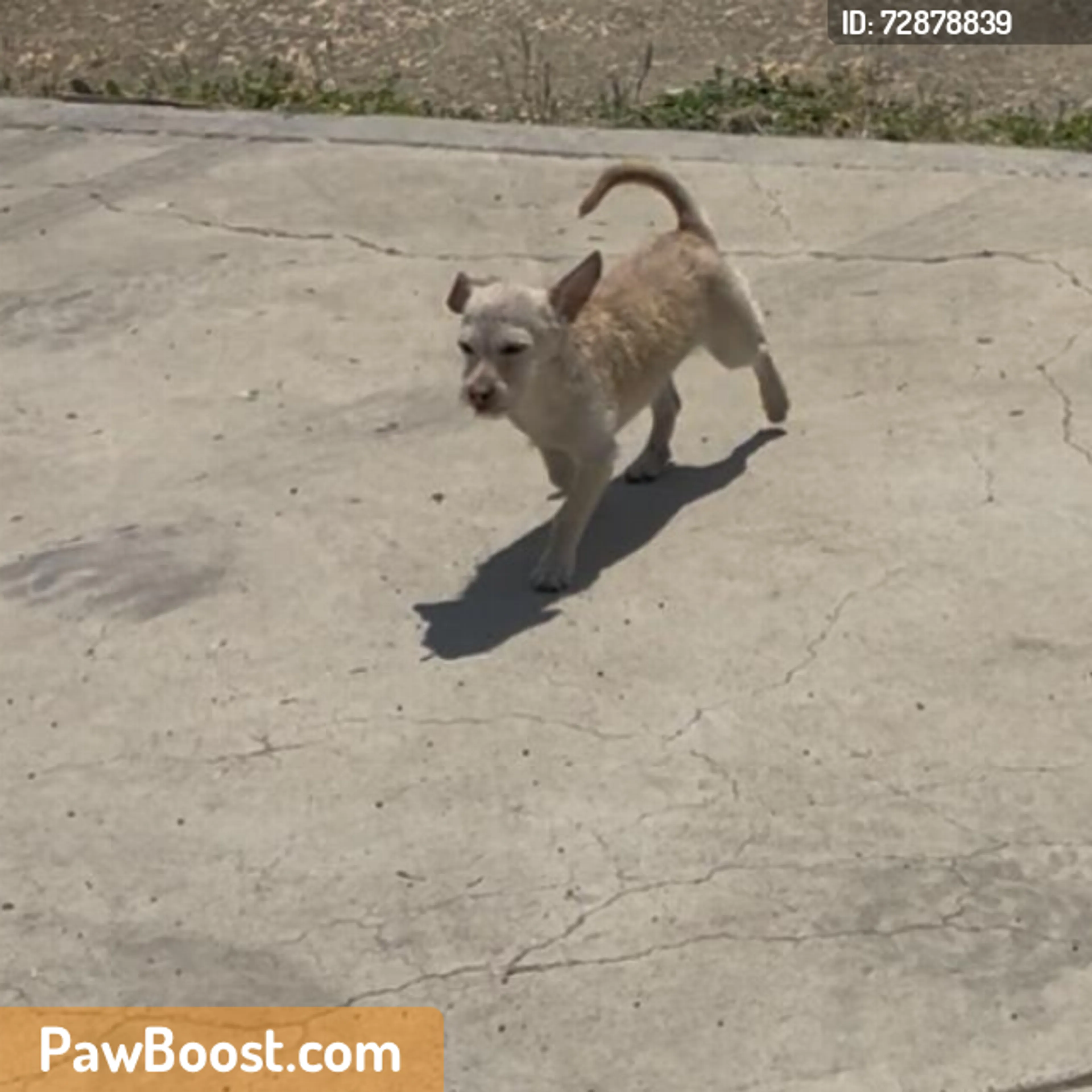 Found pet