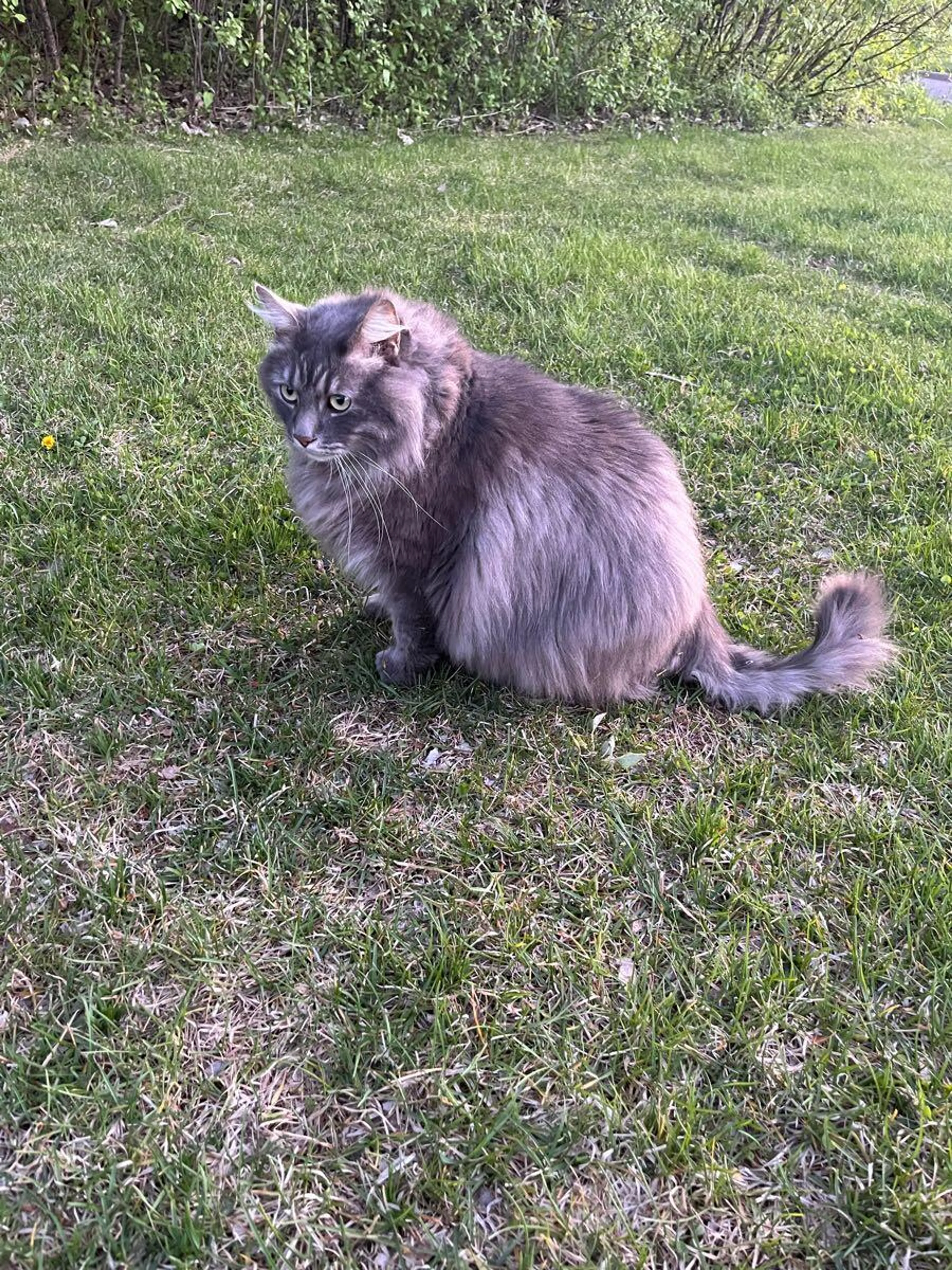 Found pet