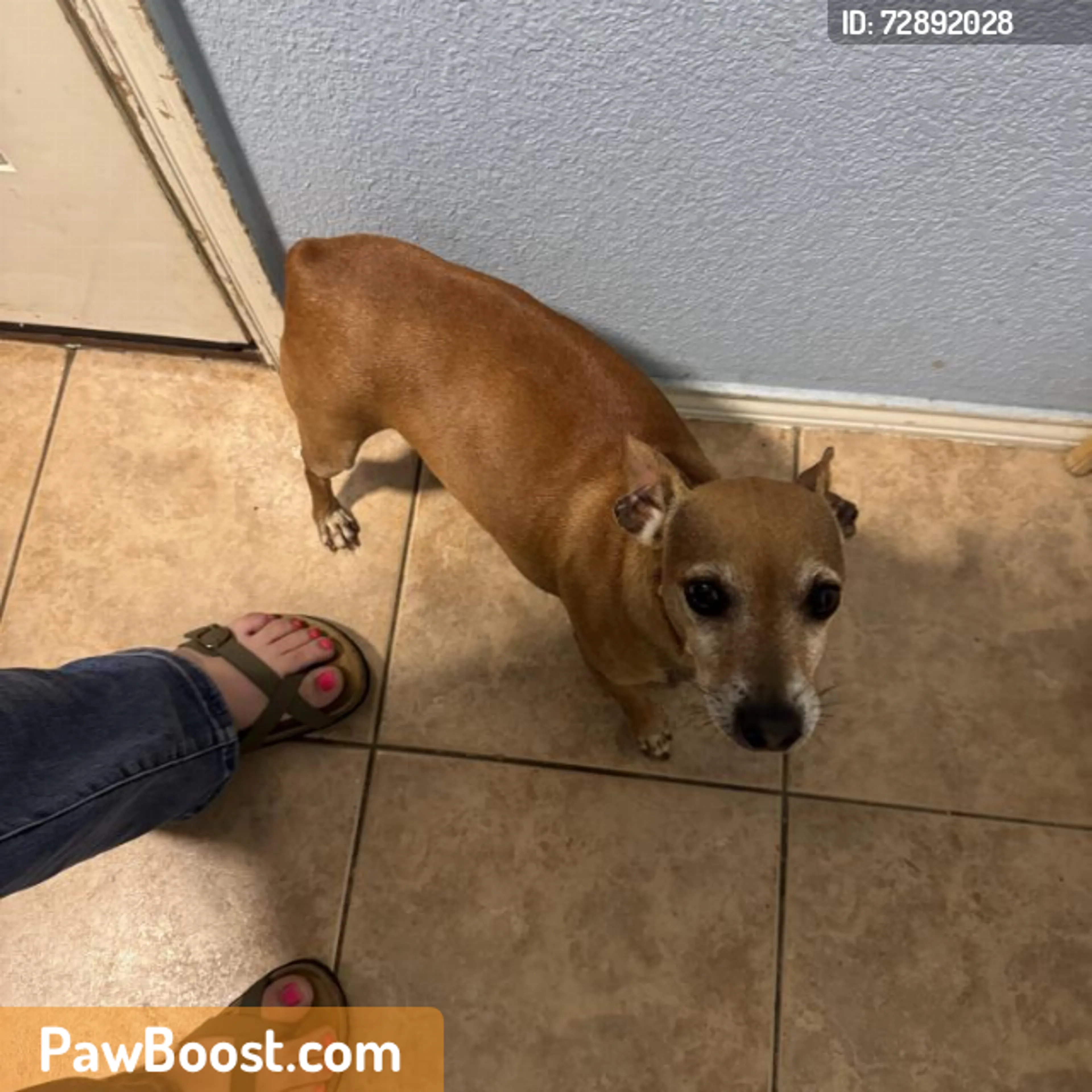Found pet